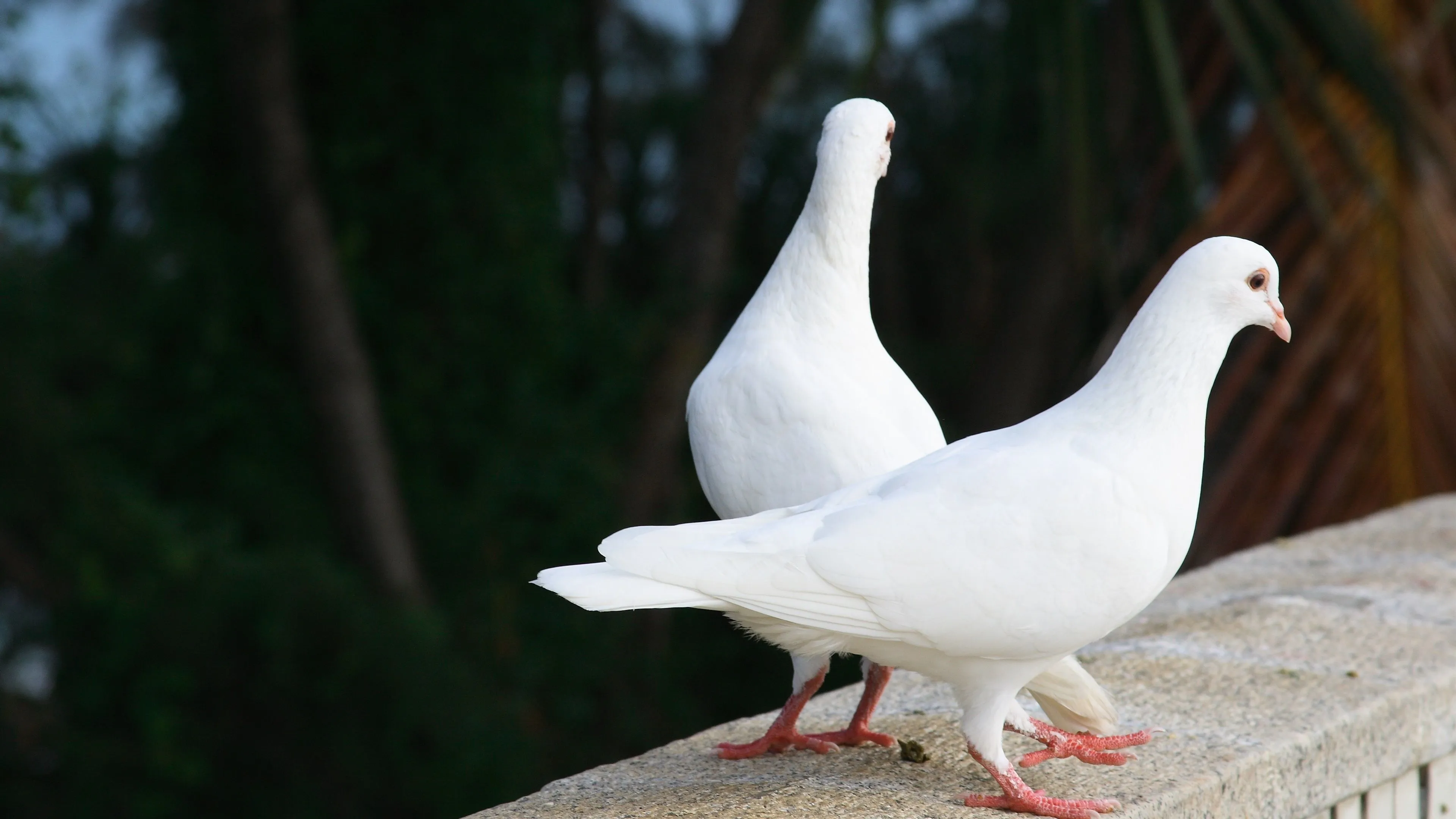 Wallpaper Two white pigeons 3840x2160 UHD 4K Picture, Image