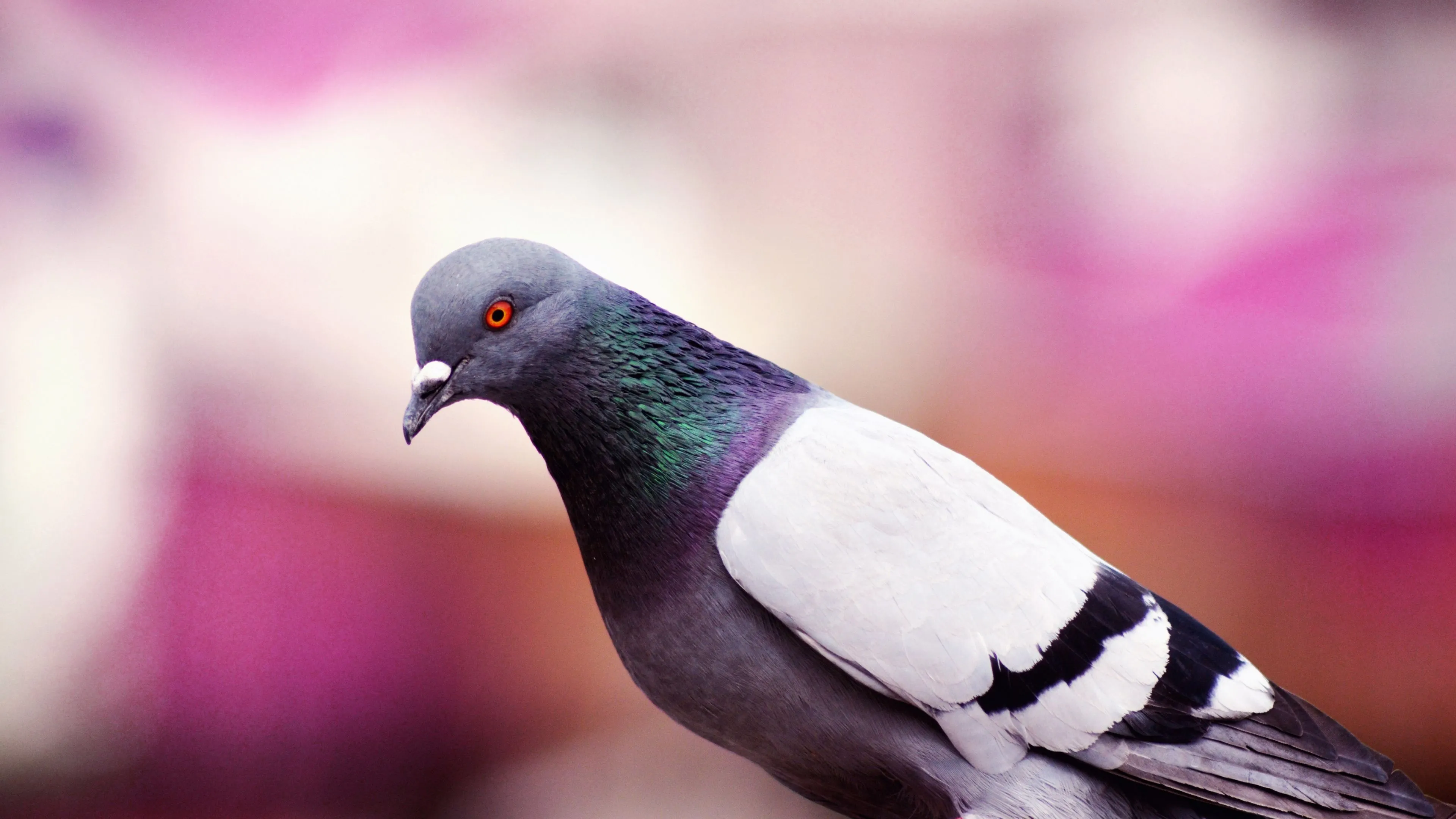 4K Ultra HD Pigeons And Doves Wallpaper Free 3840x2160 High Quality Background