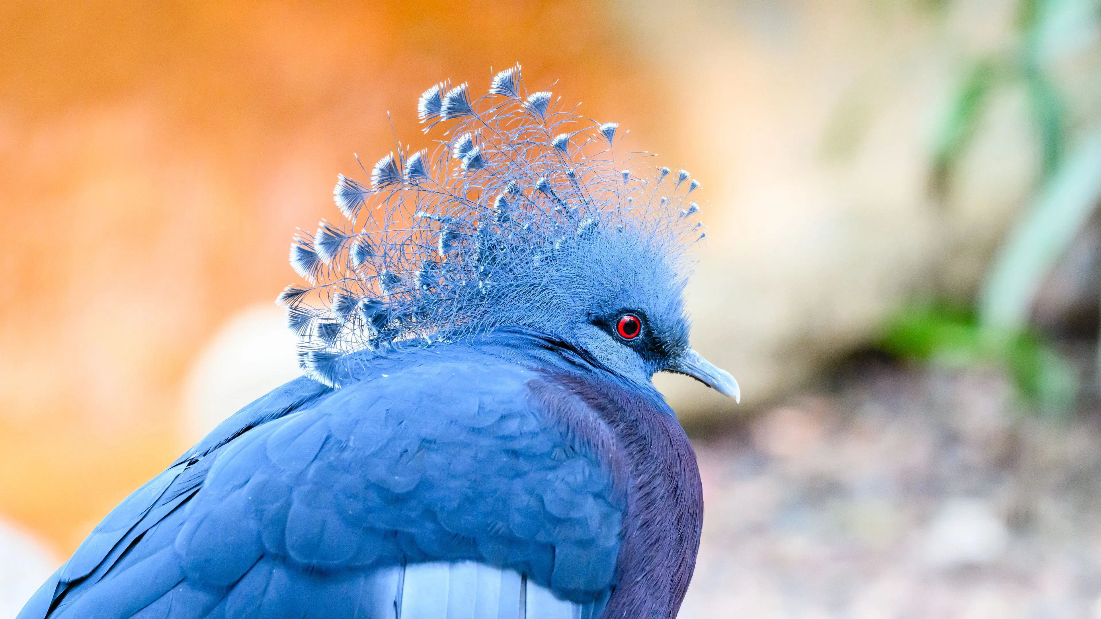 Download wallpaper 3840x2160 victoria crowned pigeon, pigeon, bird, blue 4k uhd 16:9 HD background