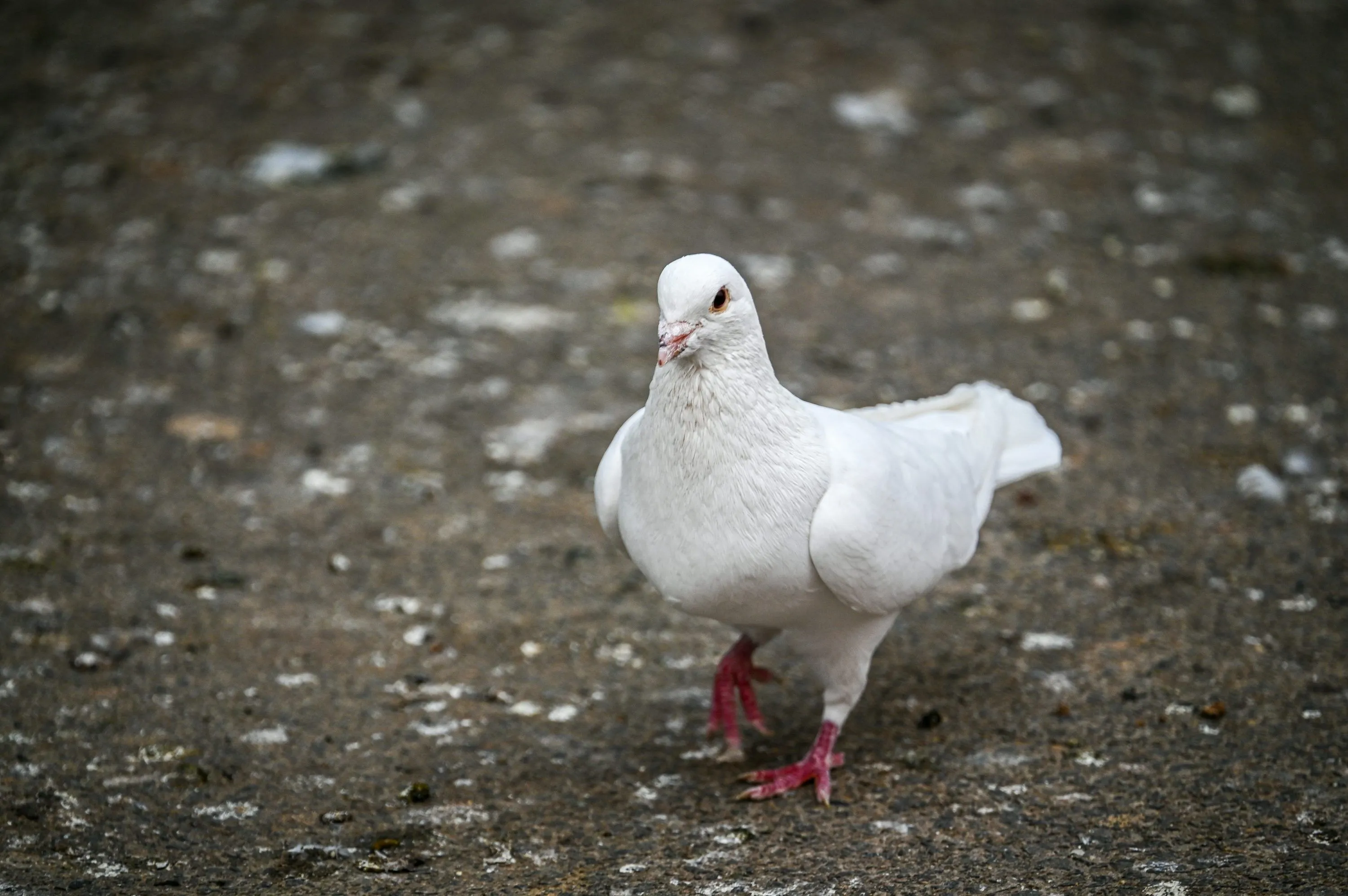 A white pigeon walks on the ground. photo