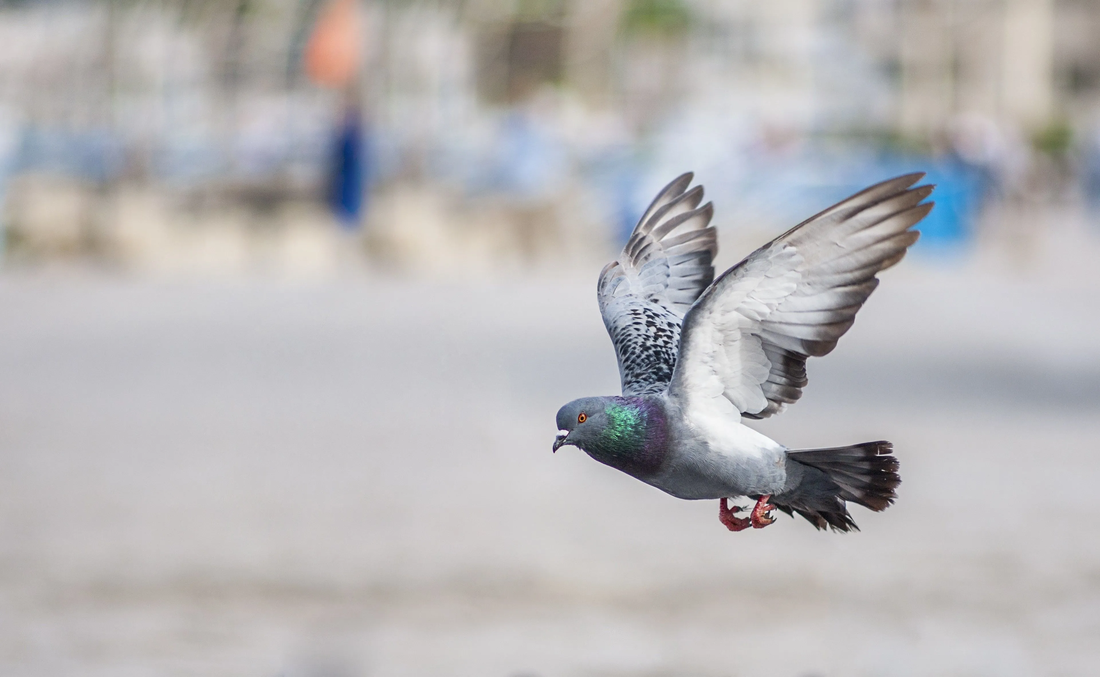 pigeon 4k image for desktop, HD Wallpaper