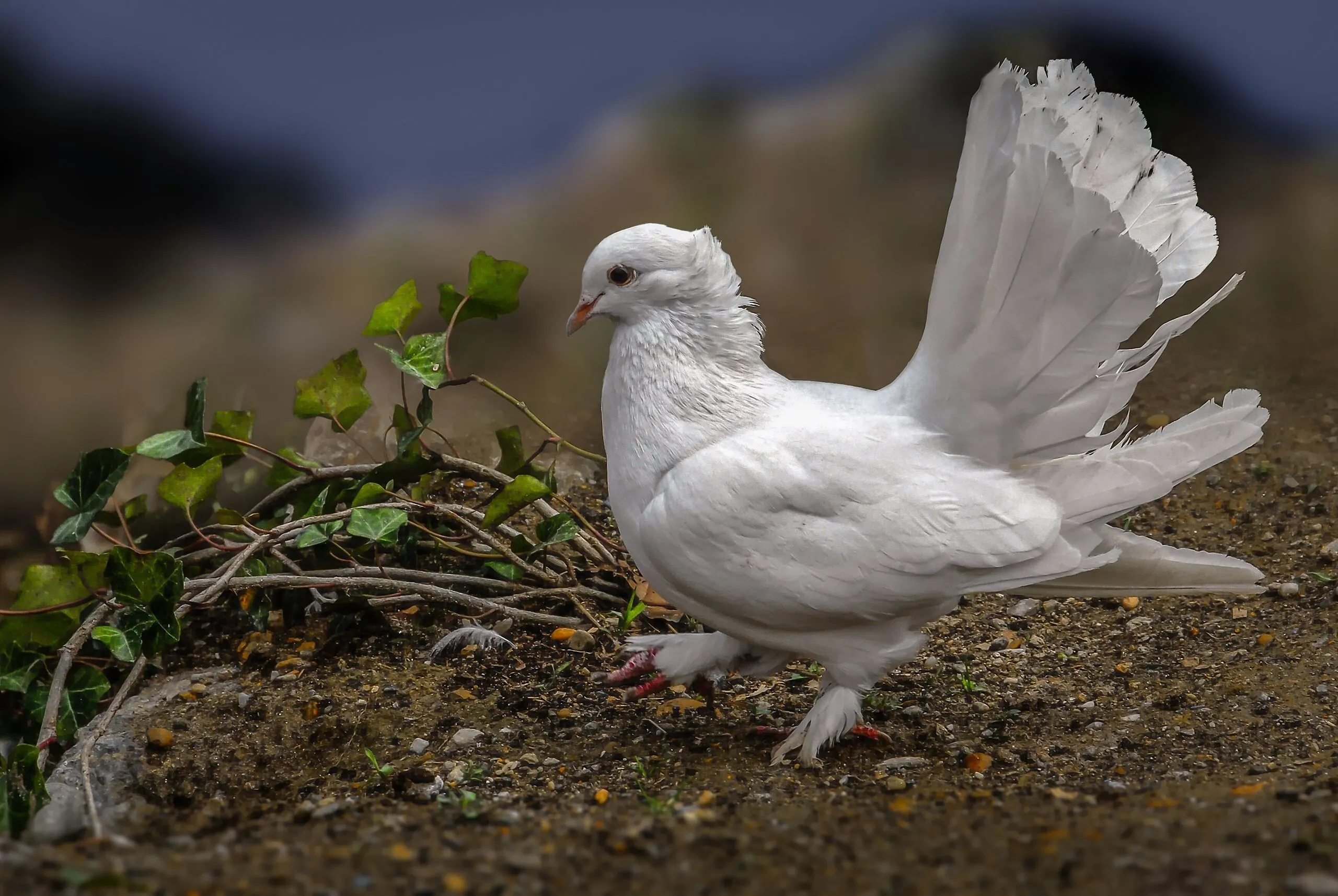 Wallpaper bird, feathers, pigeons, tail, white dove for mobile and desktop, section животные, resolution 2560x1714