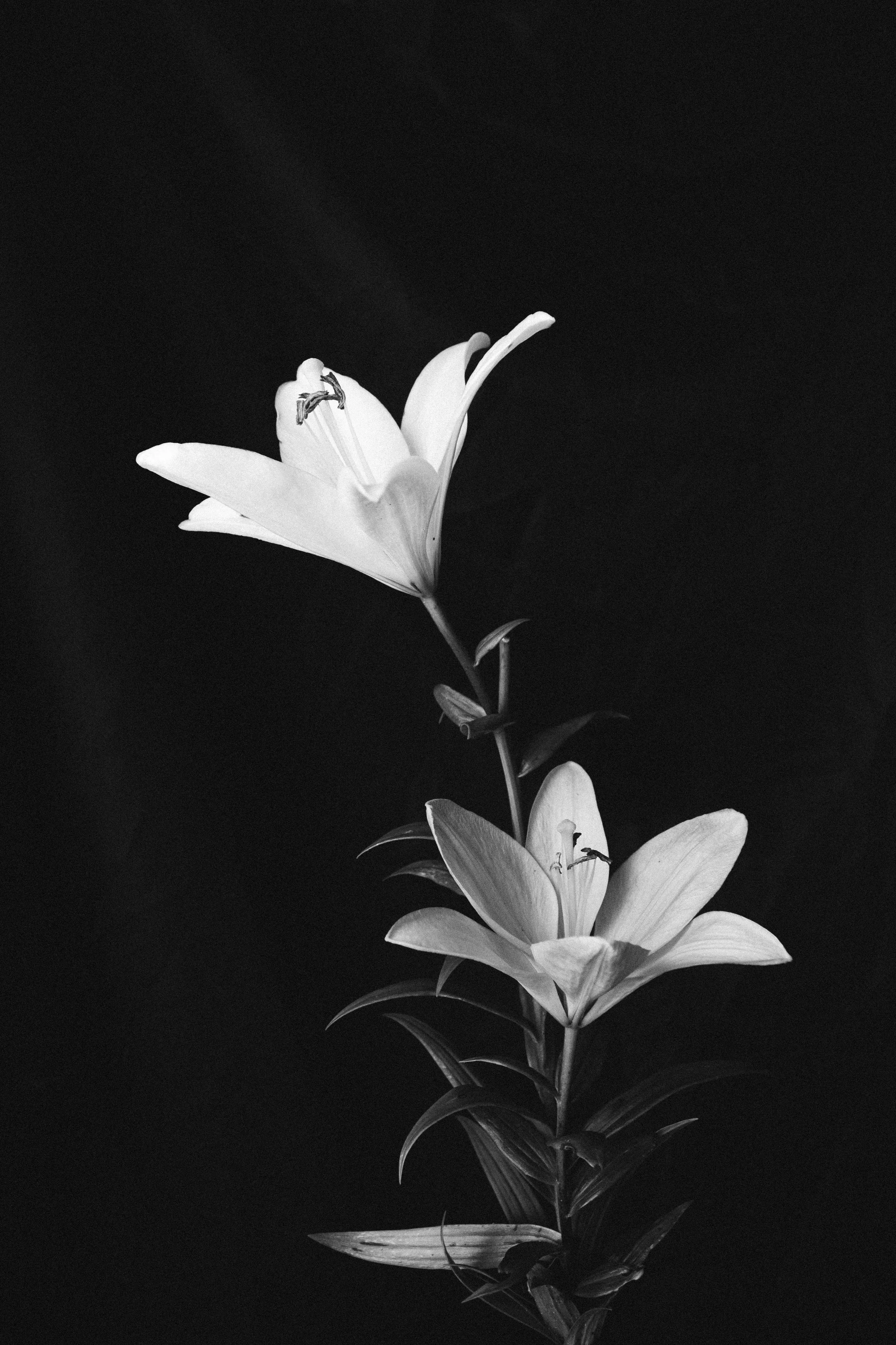 Lily Photo, Download The BEST Free Lily & HD Image