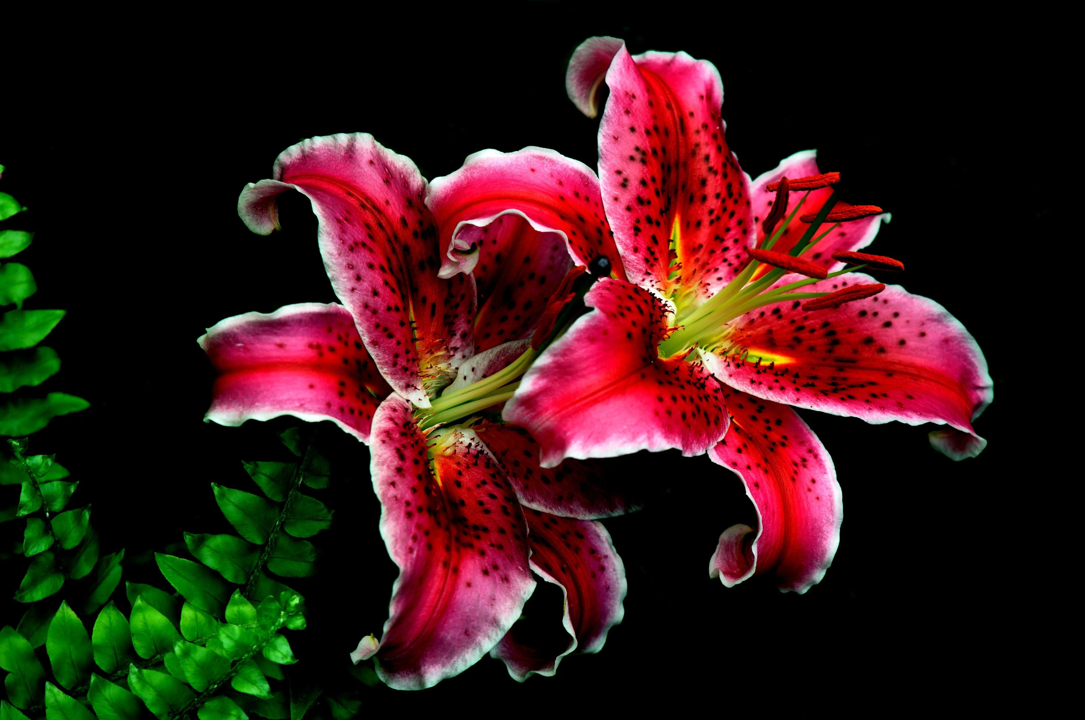 Stunning Pink Lily Bloom in 4K Ultra HD