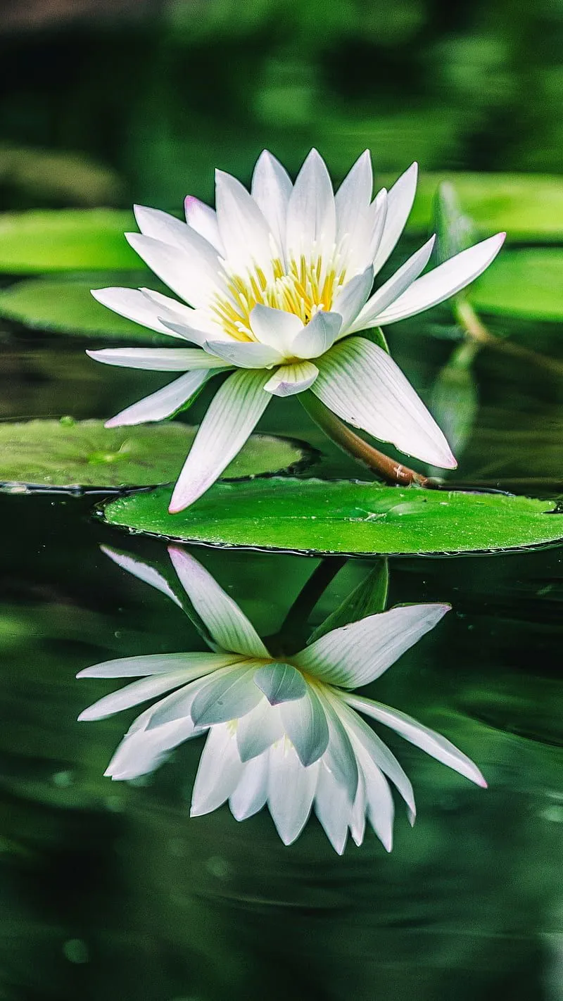 Water lily, flower, white lily, green leaf, reflection, natural, HD phone wallpaper