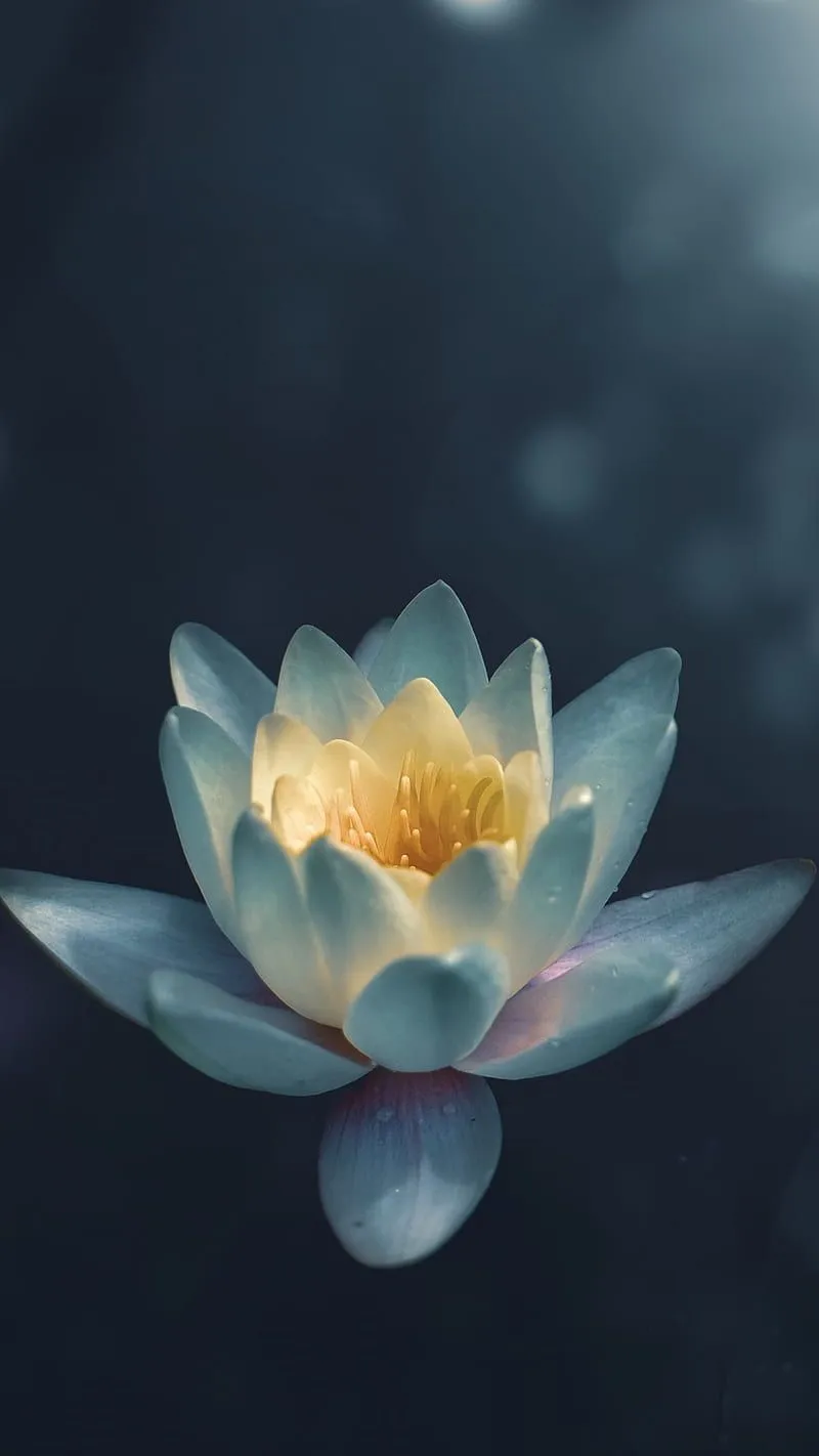 Water Lily, flowers, water lilies, nature, white, flower, HD phone wallpaper