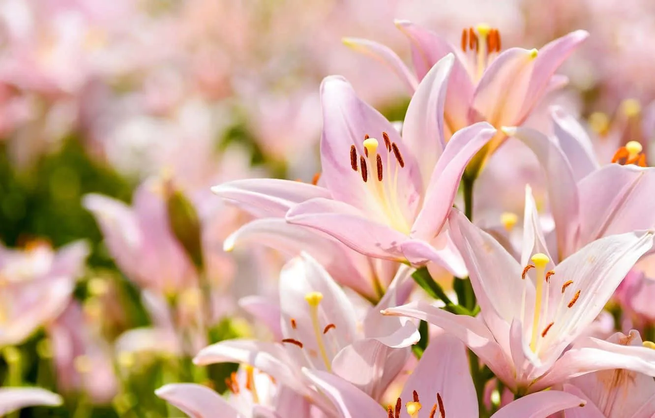Download Baby Pink Eastern Lily Flowers Wallpaper