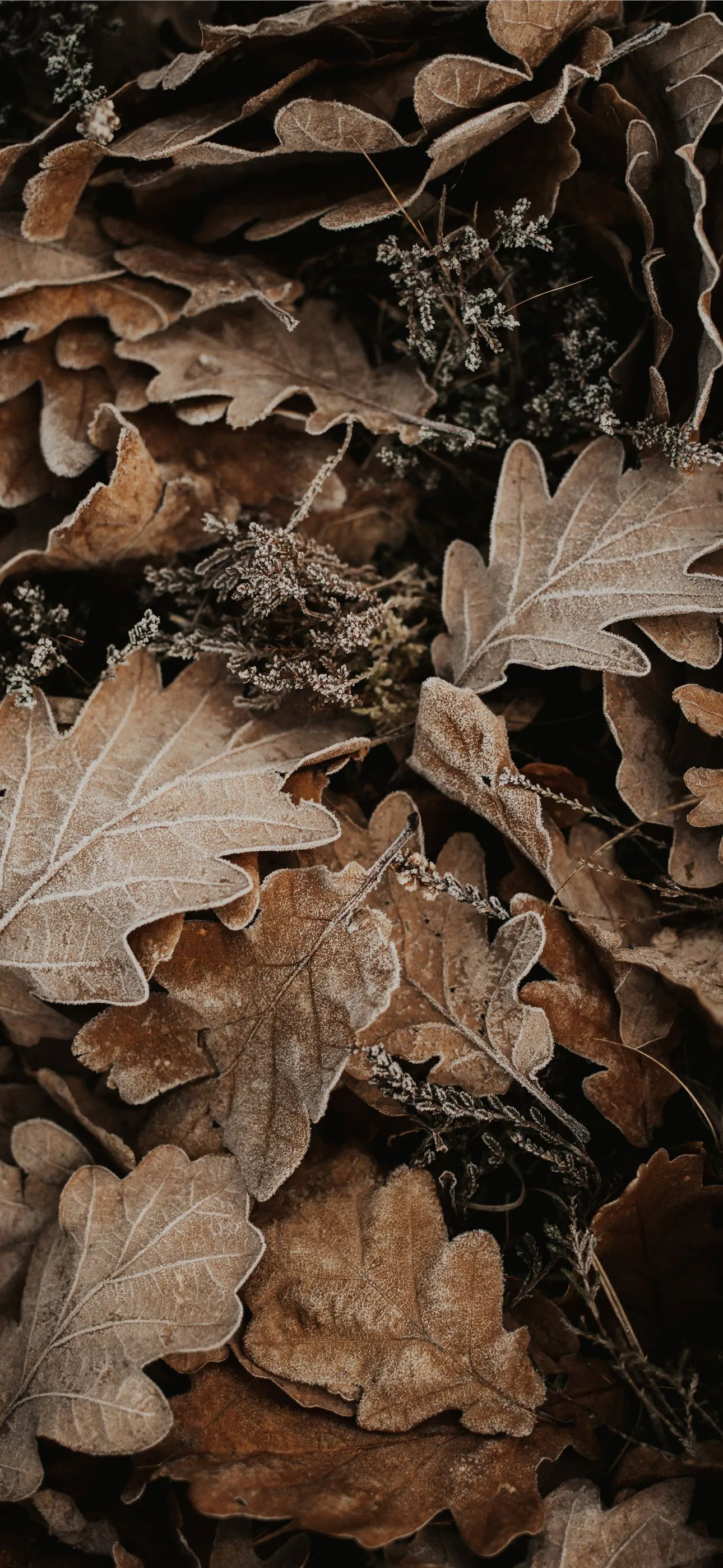 brown dried leaves display iPhone Wallpaper Free Download
