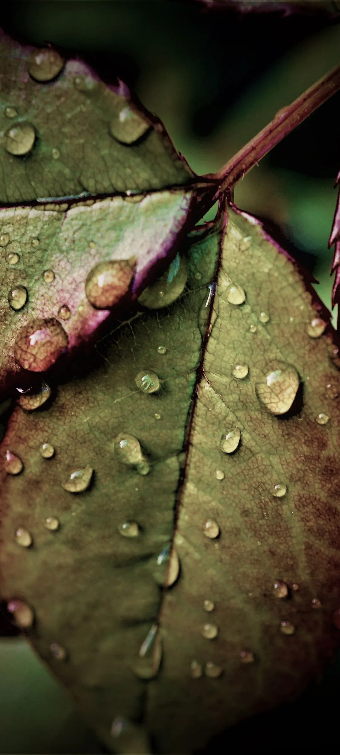 Wet Leaves Wallpaper 4K, Rainy Weather, Water drops