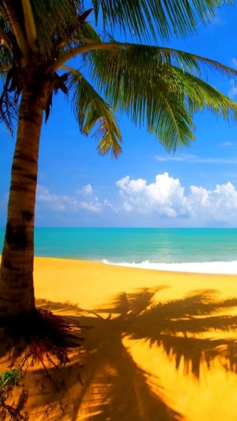 Beach, beaches, day, holiday, ocean, palm, sunny, water, HD phone wallpaper