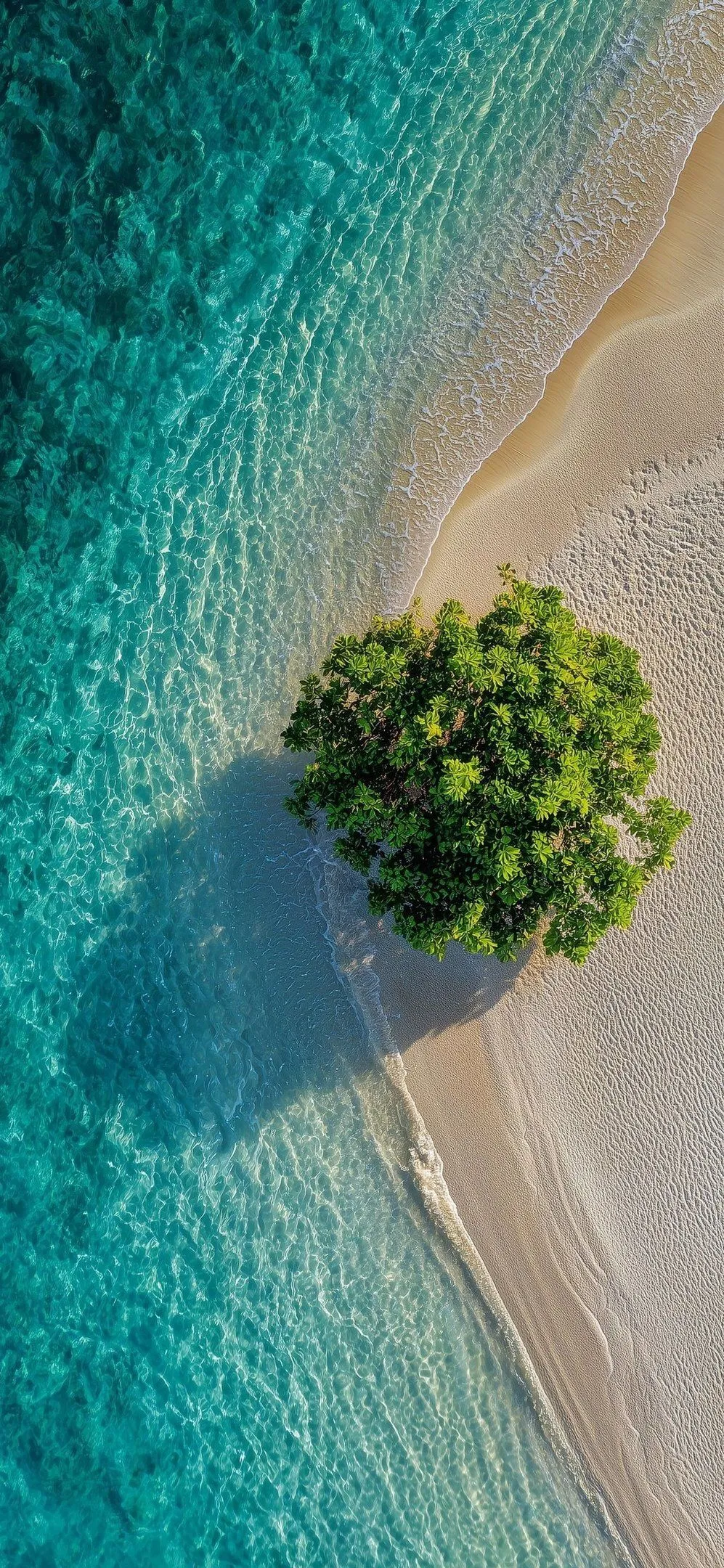 Shrub And Beach Unique Natural Landscapes From Above Top Wallpaper Free Download For Apple iPhone Or