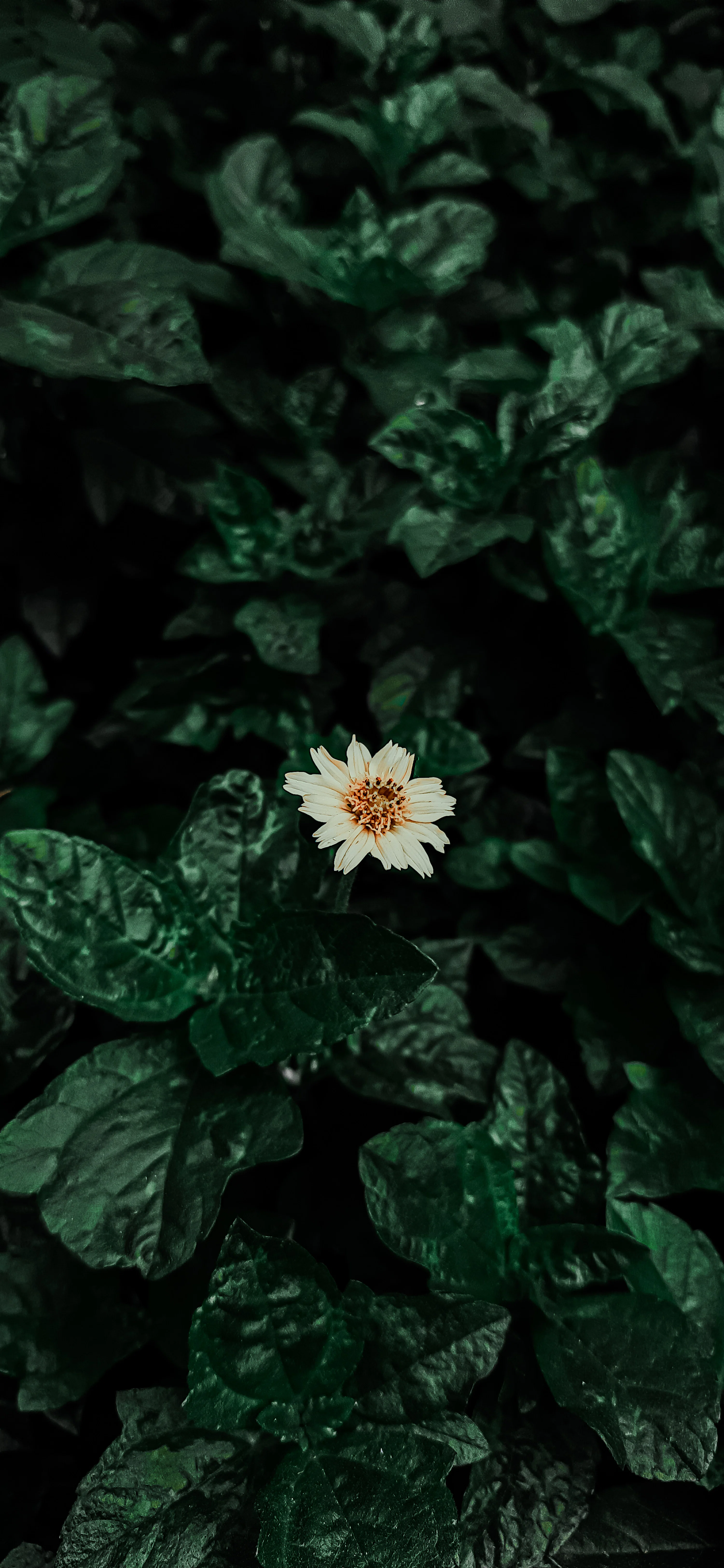 Phone Wallpaper 4k Picture. Download Free Image