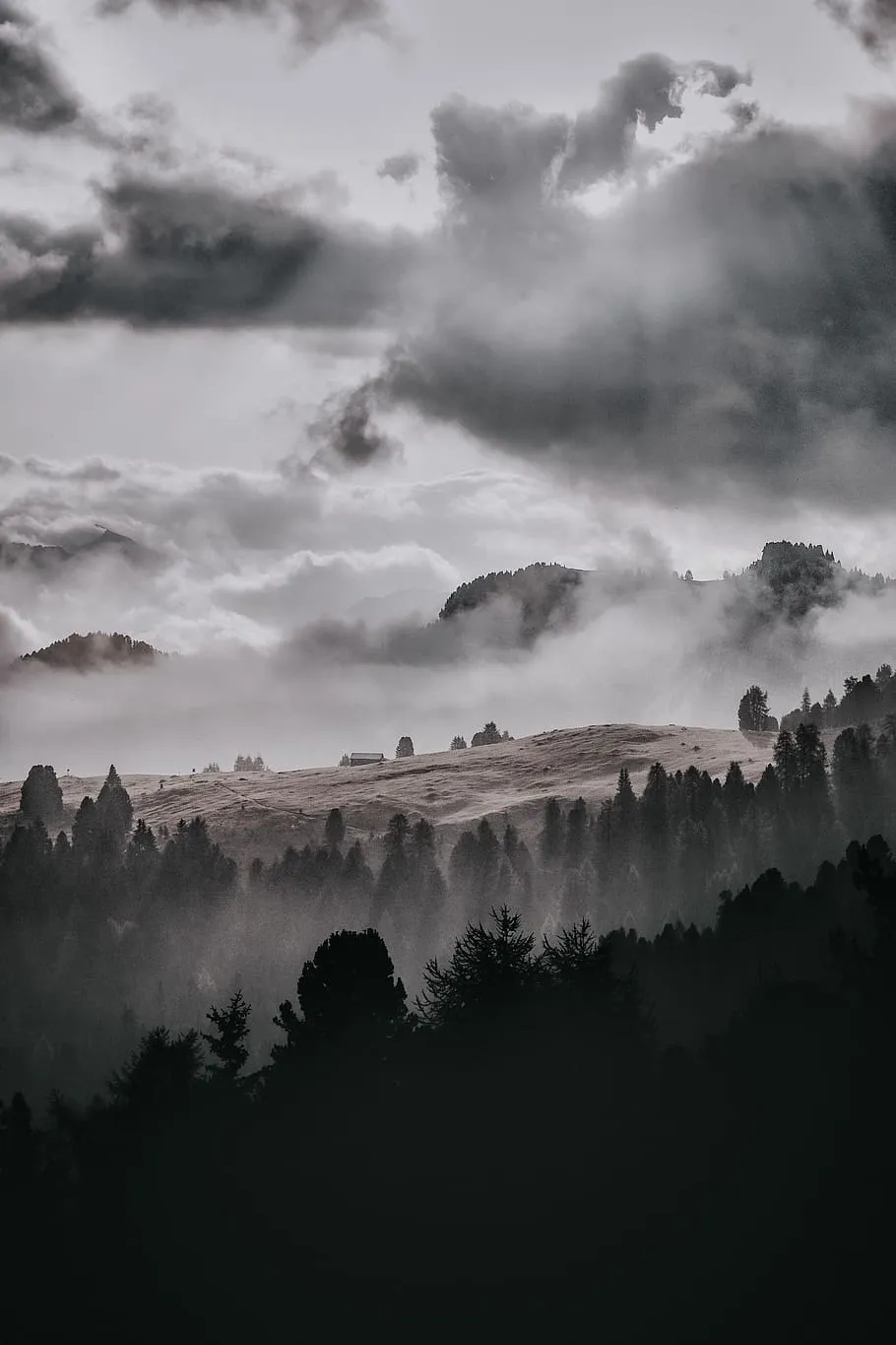 800x600px Free download. trees, surround, fog, cloudy, sky, foggy, cloud, mist