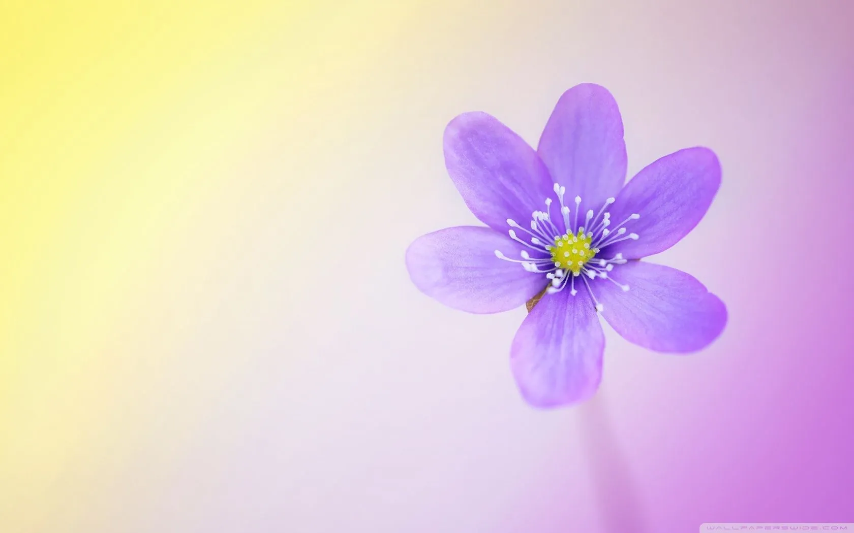 Cute and Colorful 4K UHD Wallpaper for UltraHD Desktop and TV, Widescreen and UltraWide Display, Smartphone and Tablet Devices