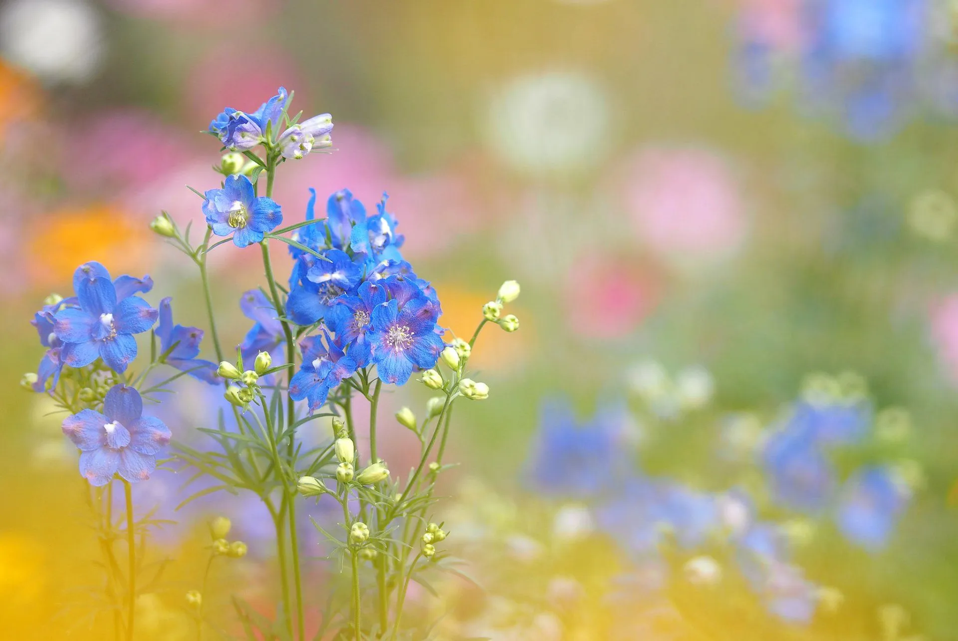 Serene Blue Flower: A Nature Inspired HD Wallpaperx1371