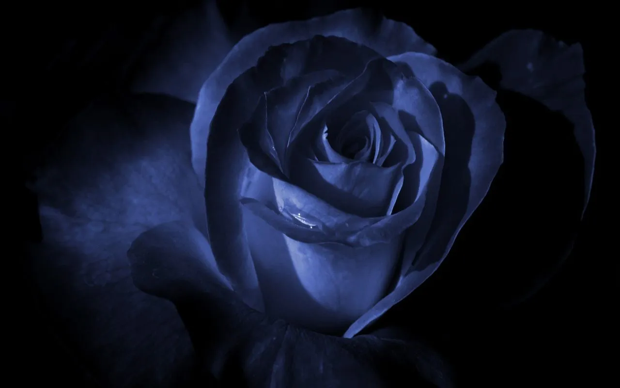 Blue Rose in the dark Desktop wallpaper 1280x800