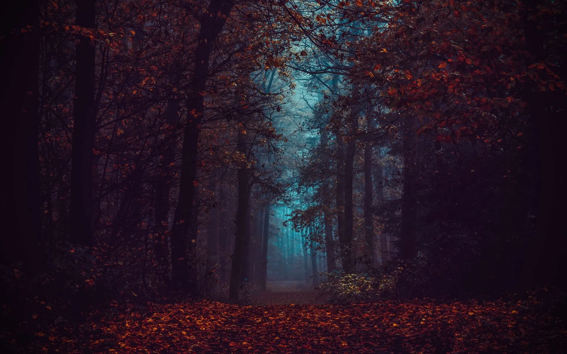 Forest Wallpaper 4K, Fall Foliage, Fog, Morning, Dark