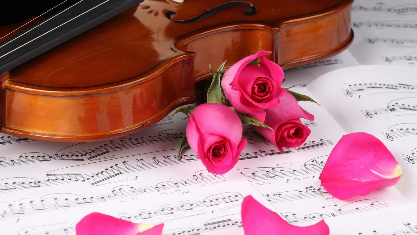 My Heart Is How Love Violin Beats According To Musical Notes Gentle Is Like Pink Rose Romantic Photo 4k HD Desktop Wallpaper 1920x1080, Wallpaper13.com