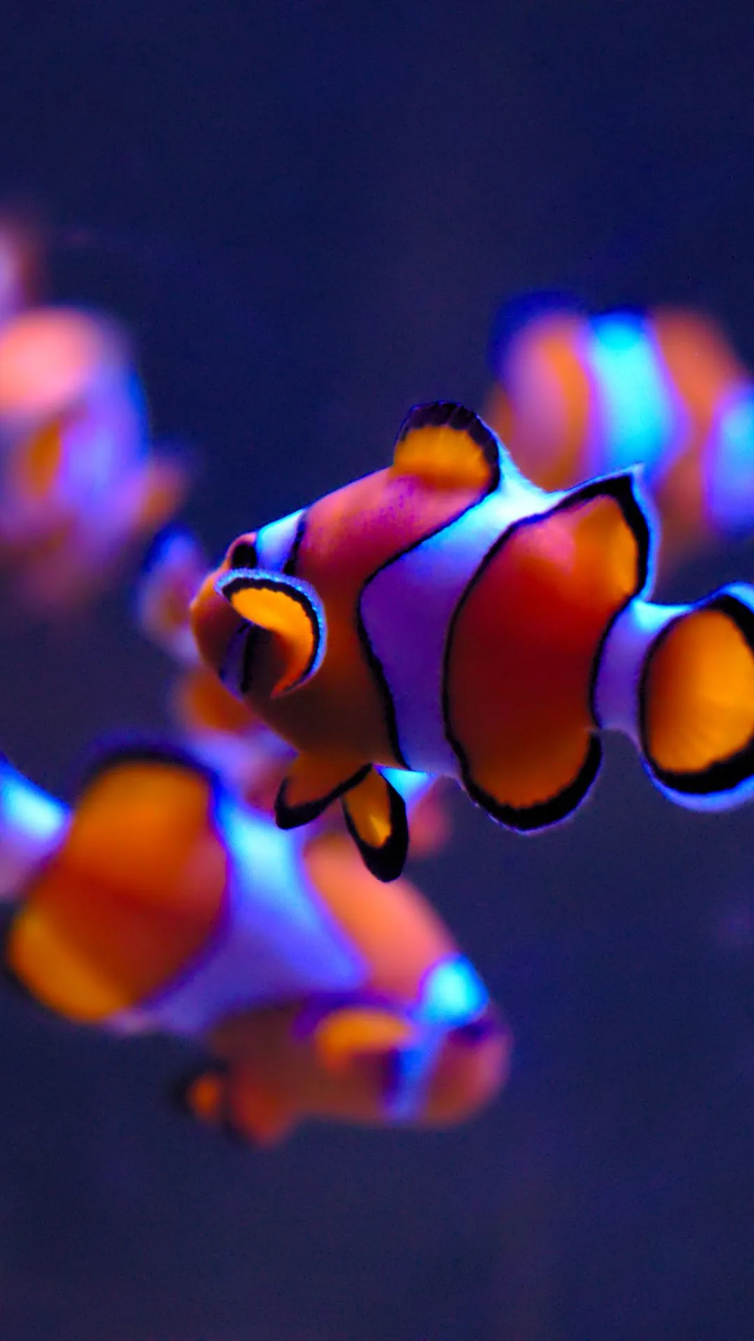 Clownfish Wallpaper 4K, Aquarium, Underwater