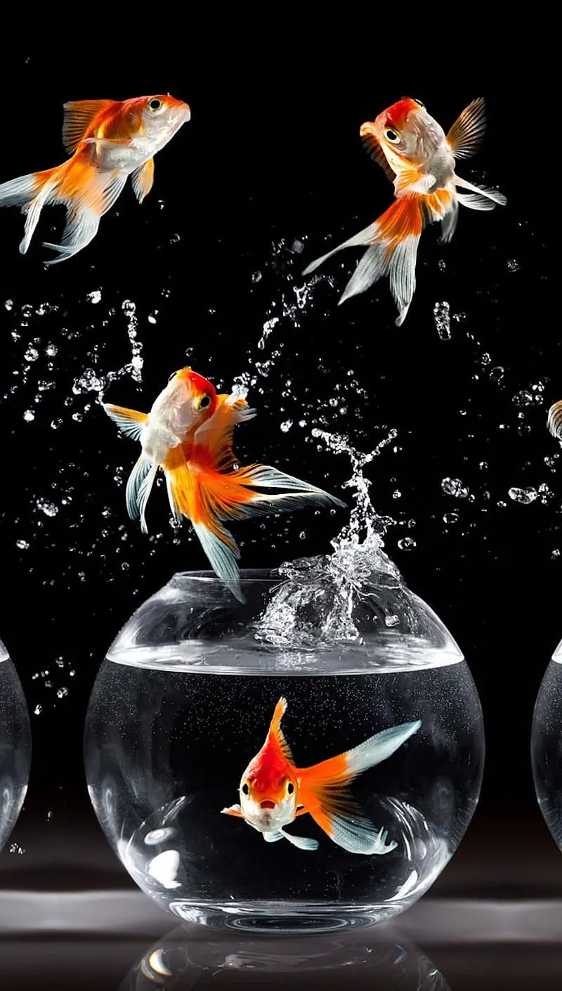 Aquarium, ft5, mk0, HD phone wallpaper