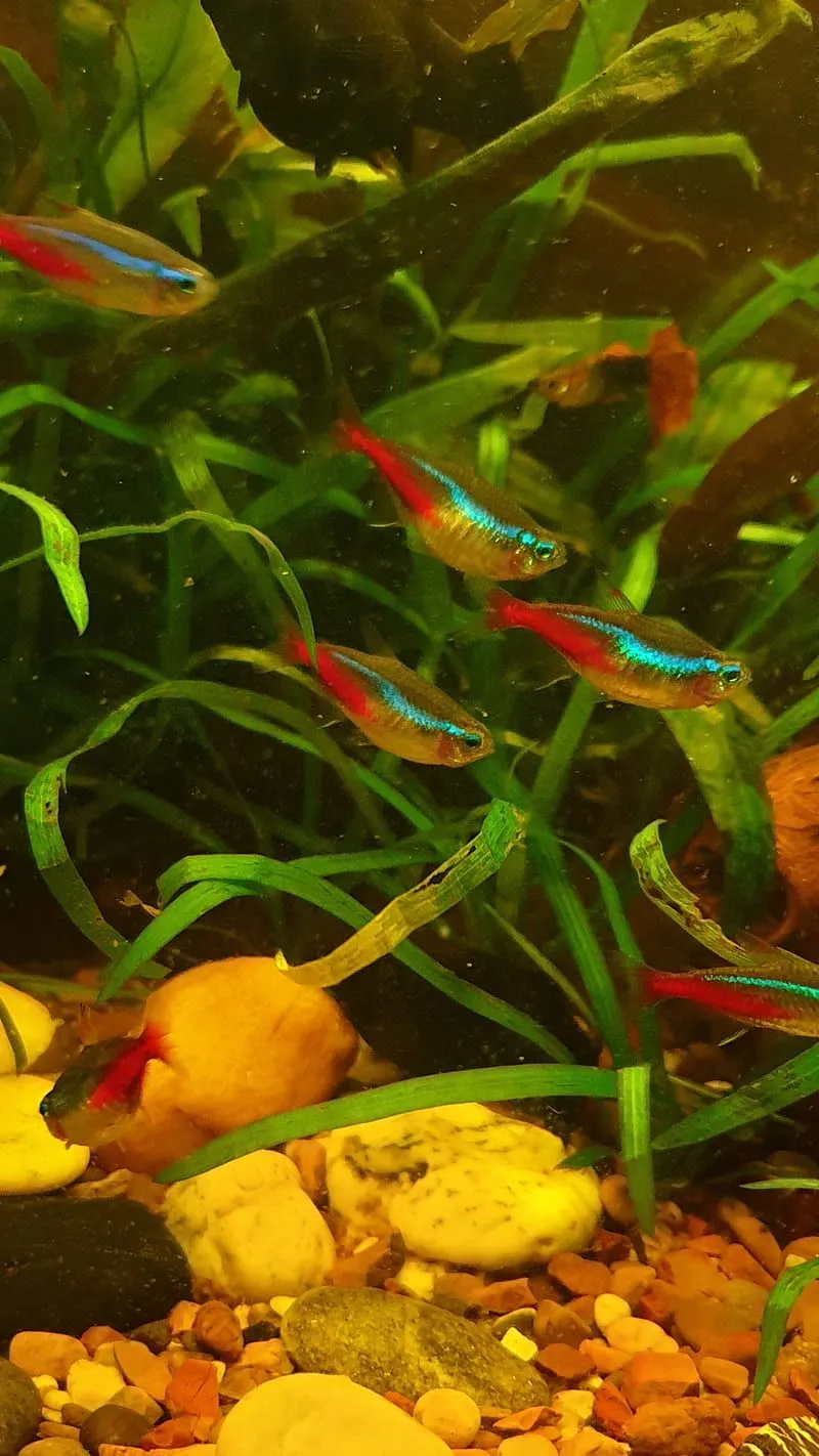 Aquarium 1, fish, kor4_lives, nature, water, HD phone wallpaper