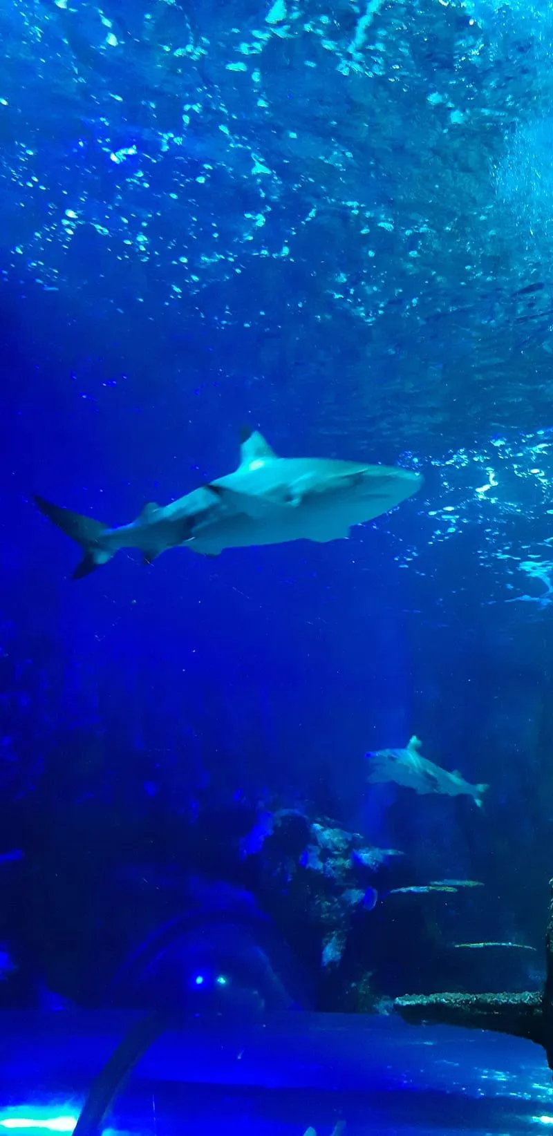 Shark aquarium, fish, sea, sharks, HD phone wallpaper