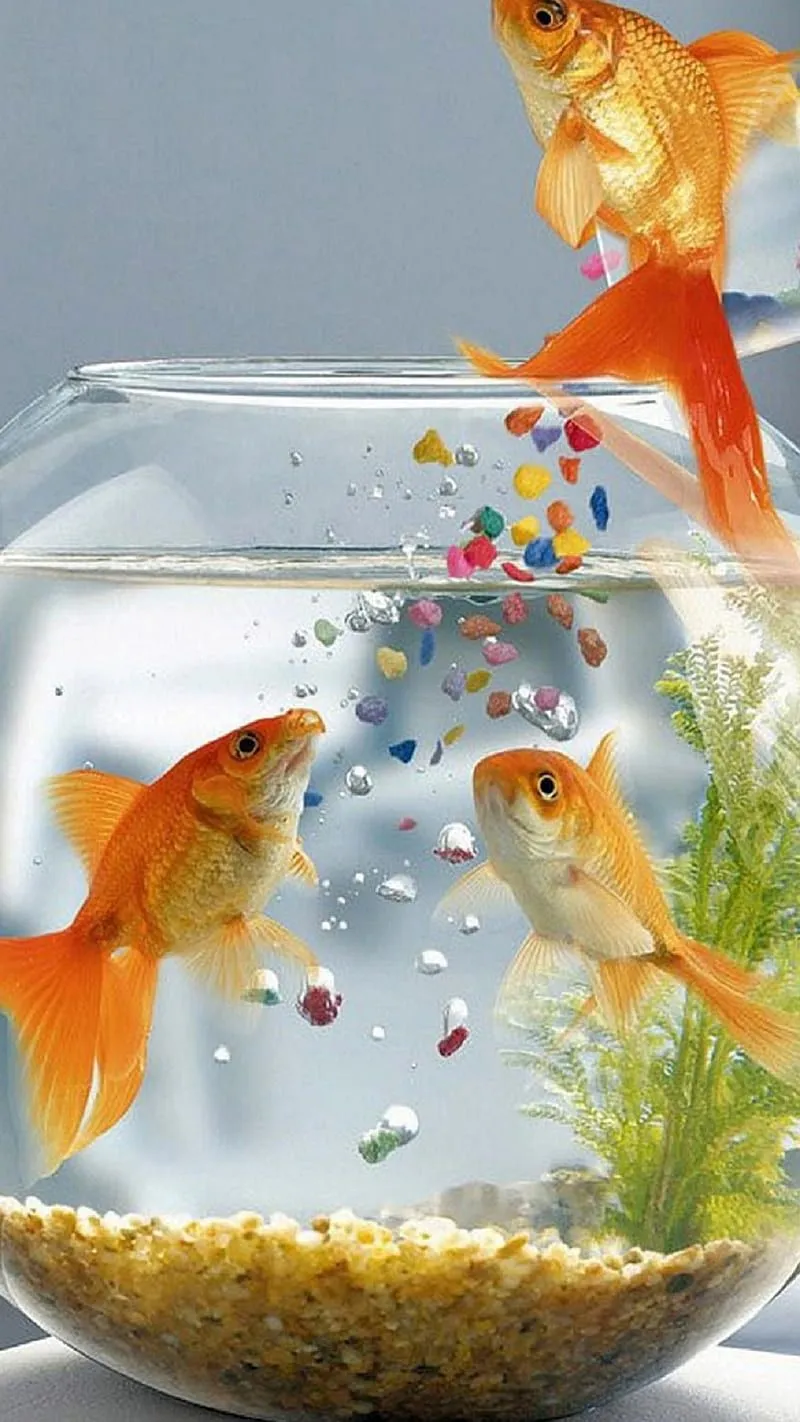 Fish, aquarium, orange, HD phone wallpaper