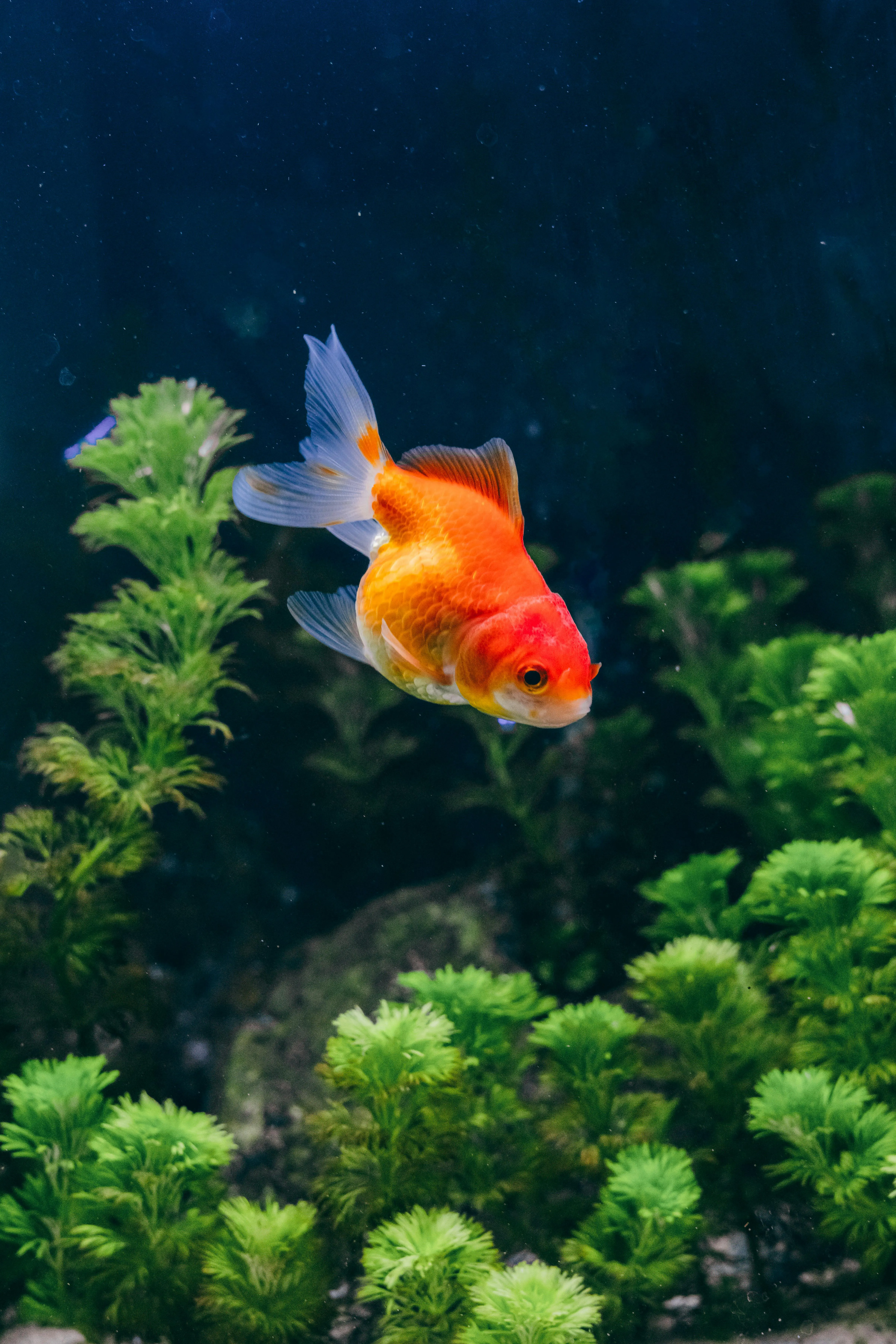 Colorful Goldfish Swimming in Indonesian Aquarium · Free