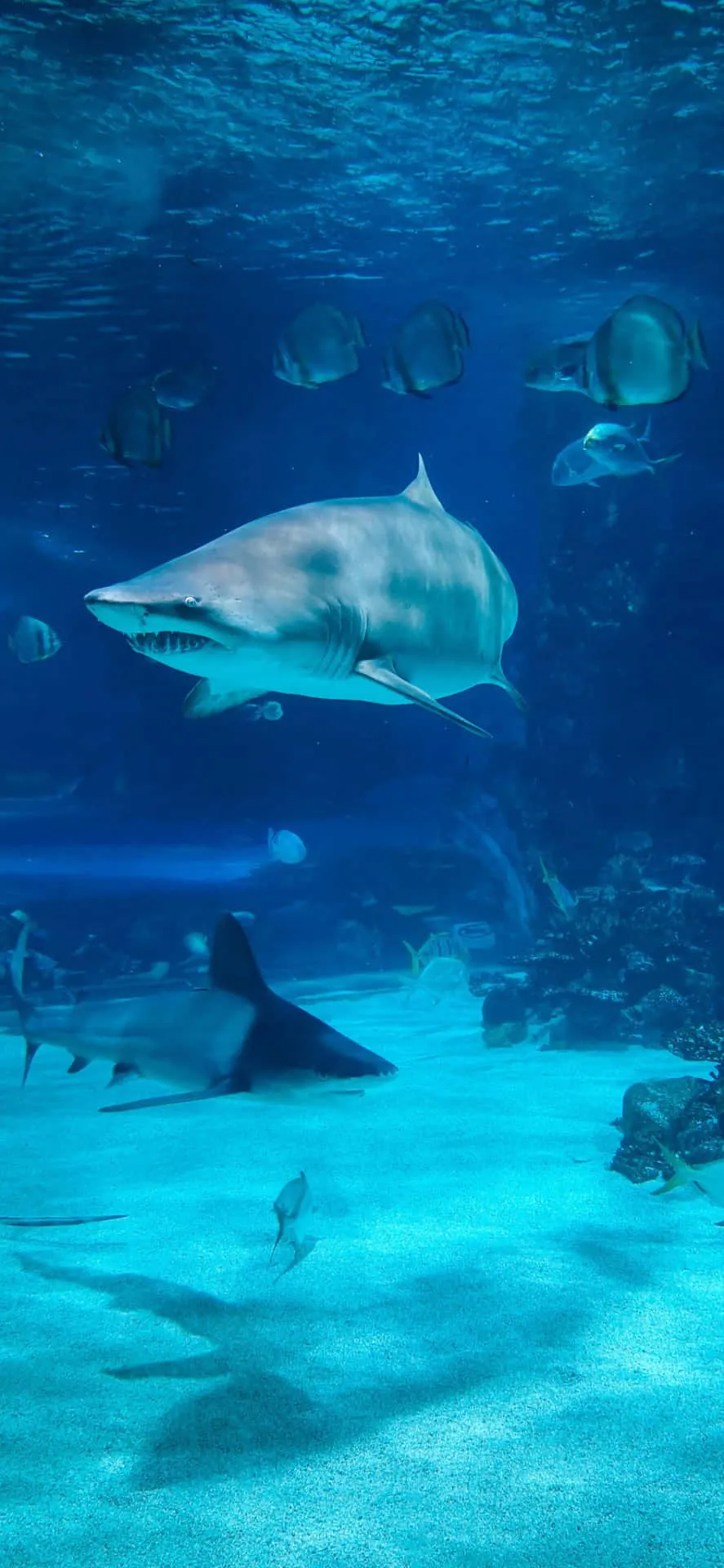 Download Sharks Swimming In The Ocean Wallpaper