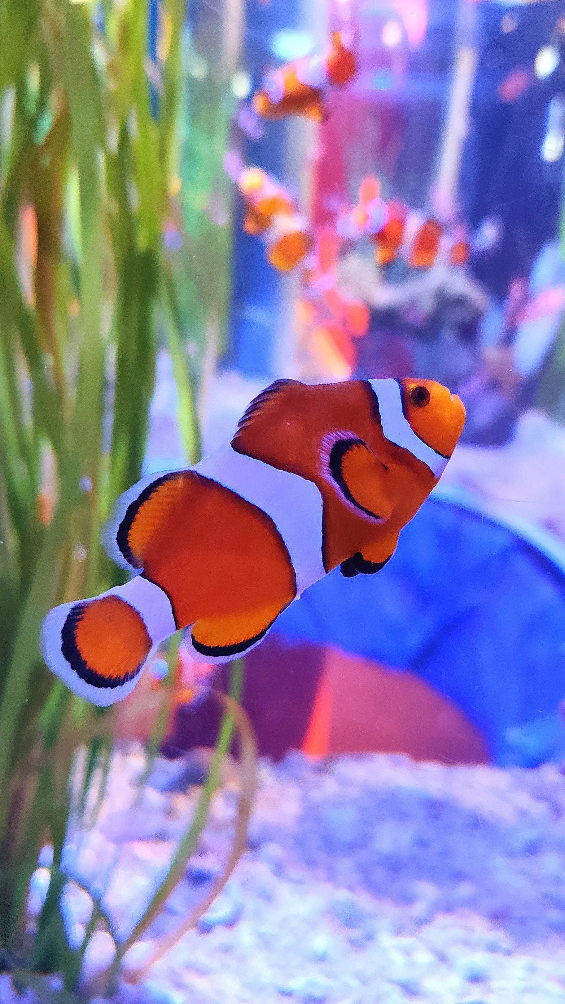 Phone wallpaper: Aquarium, Seaweed, Clown Fish, Fish, Animals, Algae, Fish Clown 69396