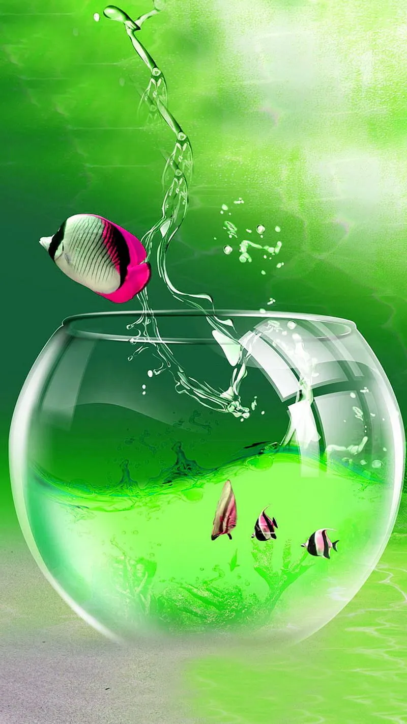 Fish, aquarium, HD phone wallpaper