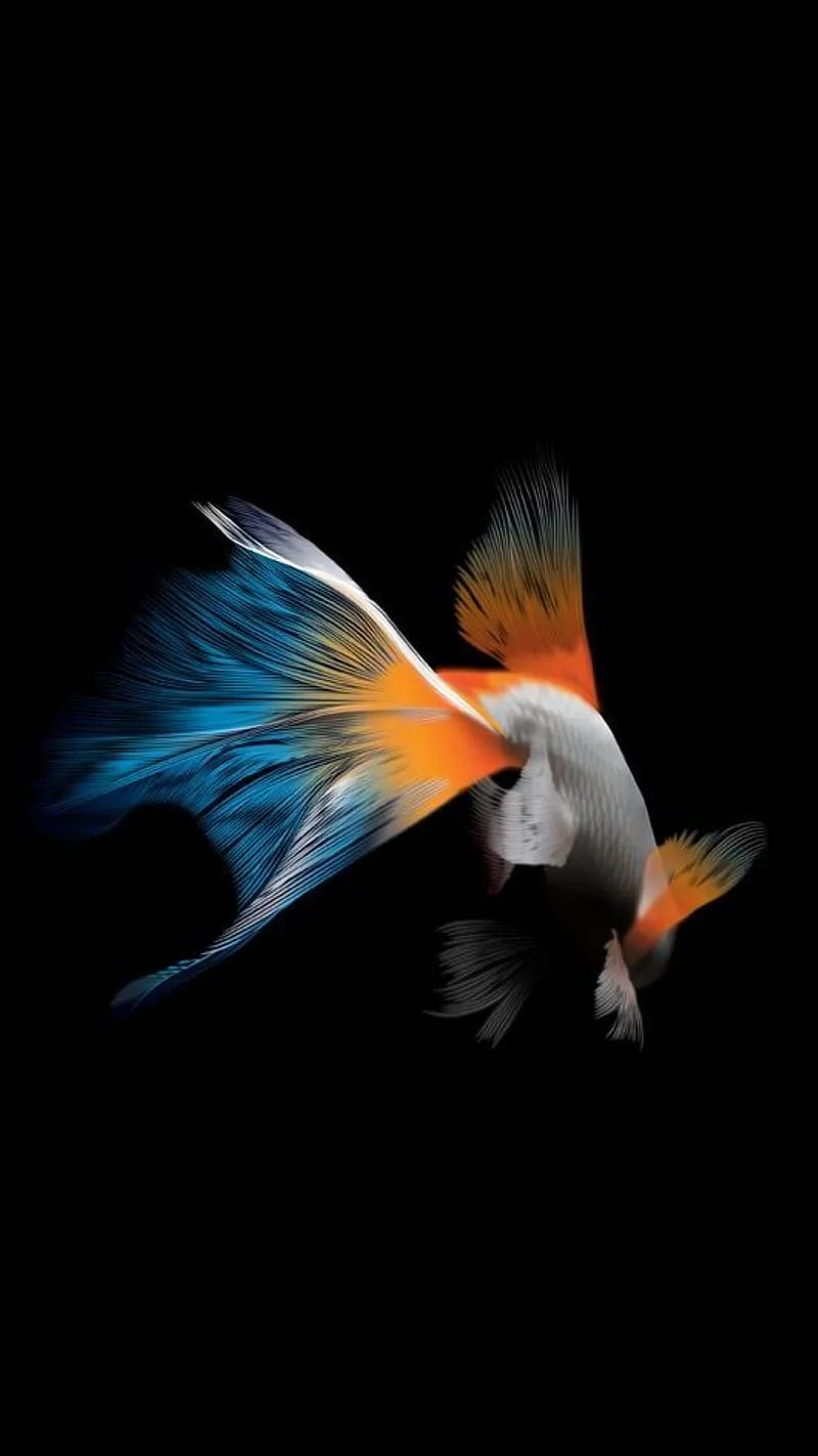 A Fish, 3D, abstract, goldfish, HD phone wallpaper