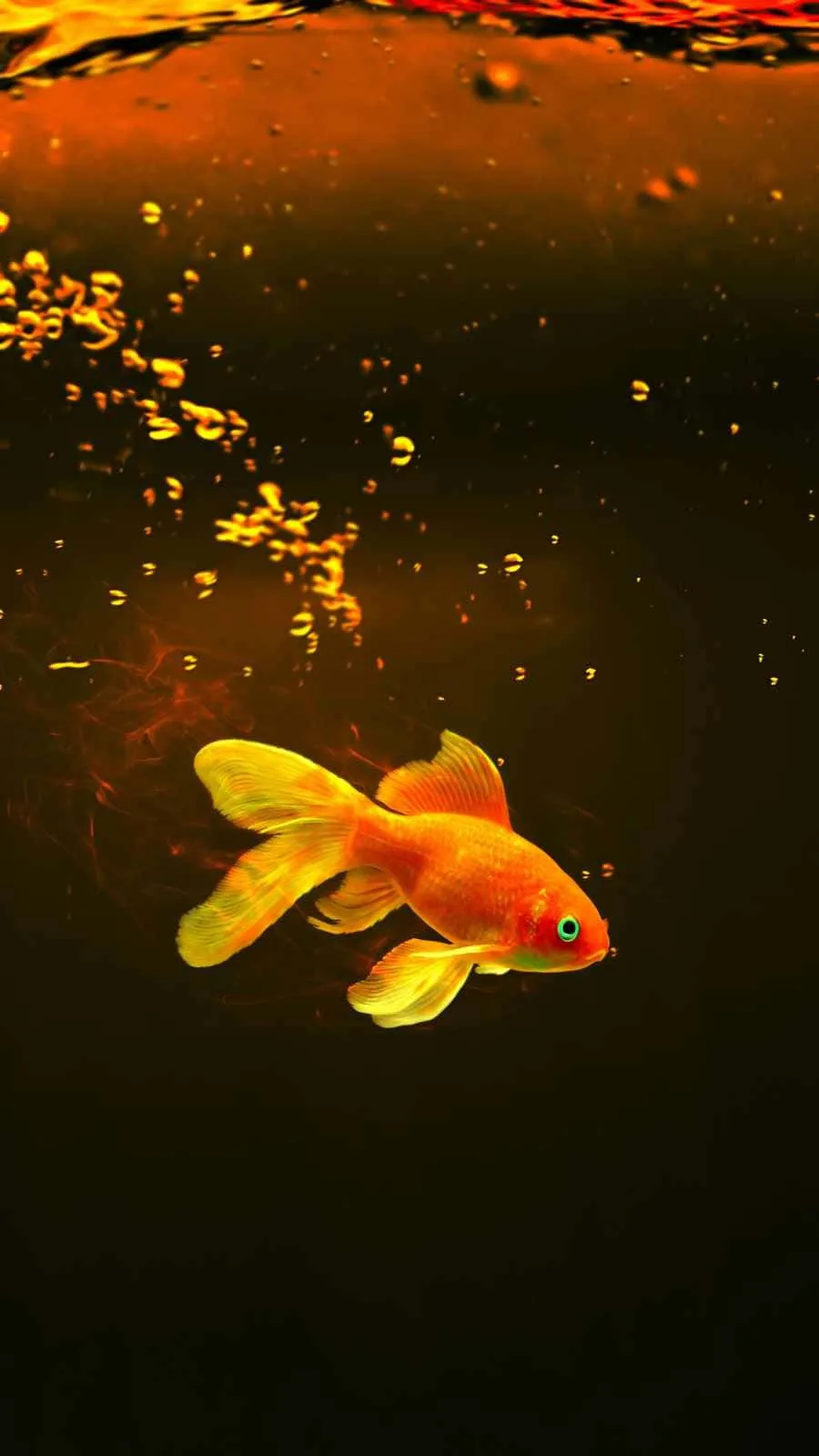 Download Enjoy the serenity of an aquarium with your iPhone Wallpaper
