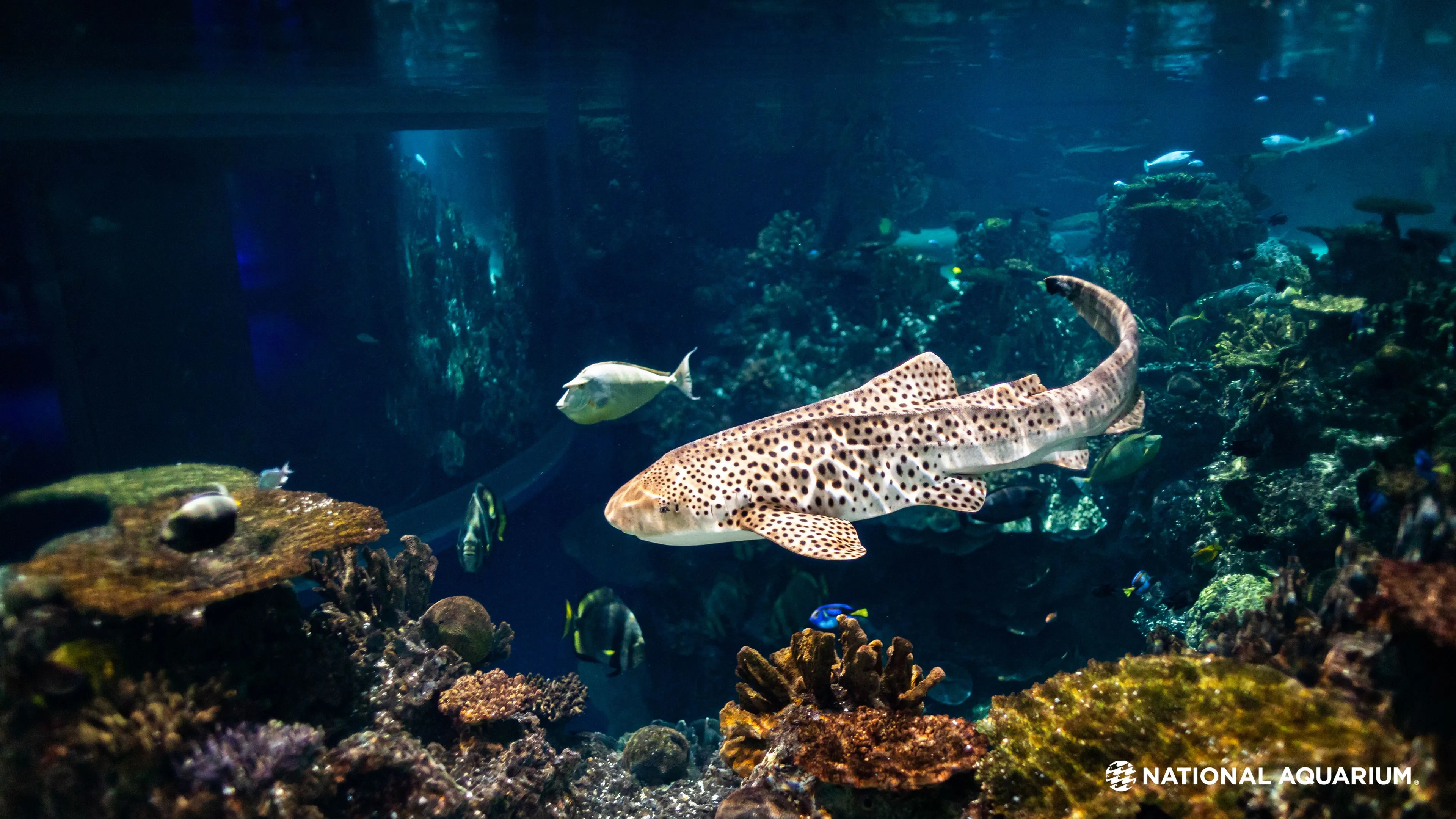 National Aquarium Wednesdays: A Calming, Colorful Coral Reef