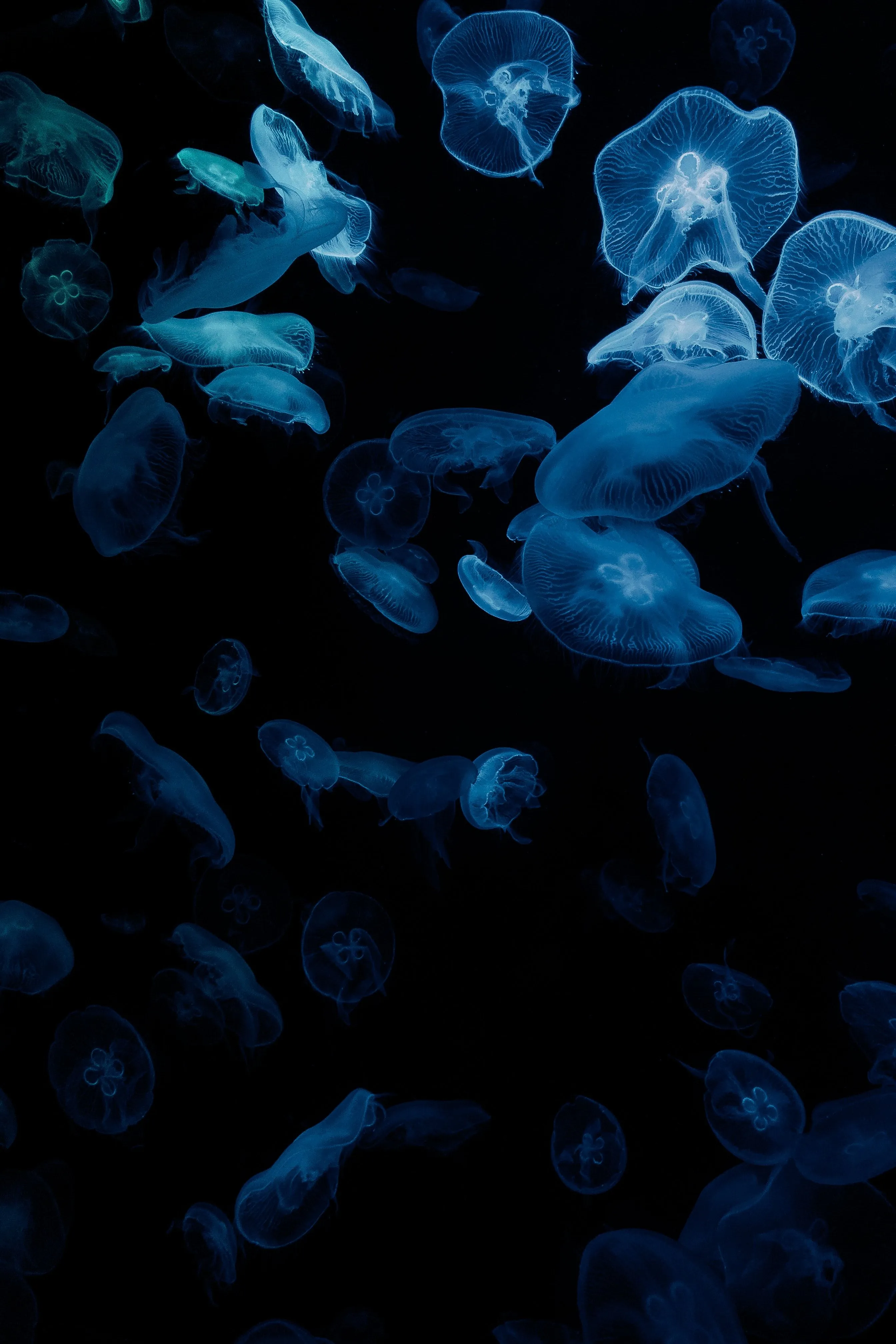 Phone wallpaper: Jellyfish, Aesthetics, Dark, Aquarium, Glow 155951