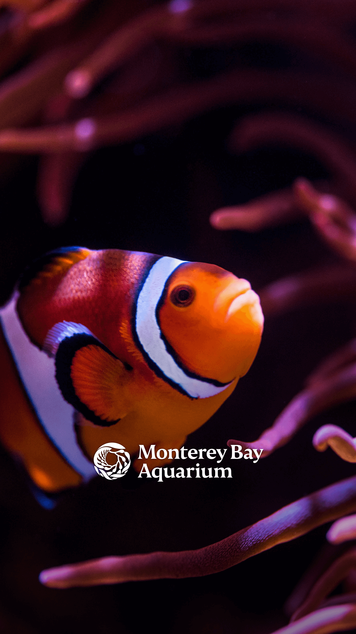 Clownfish and anemone wallpaper from the Monterey Bay Aquarium