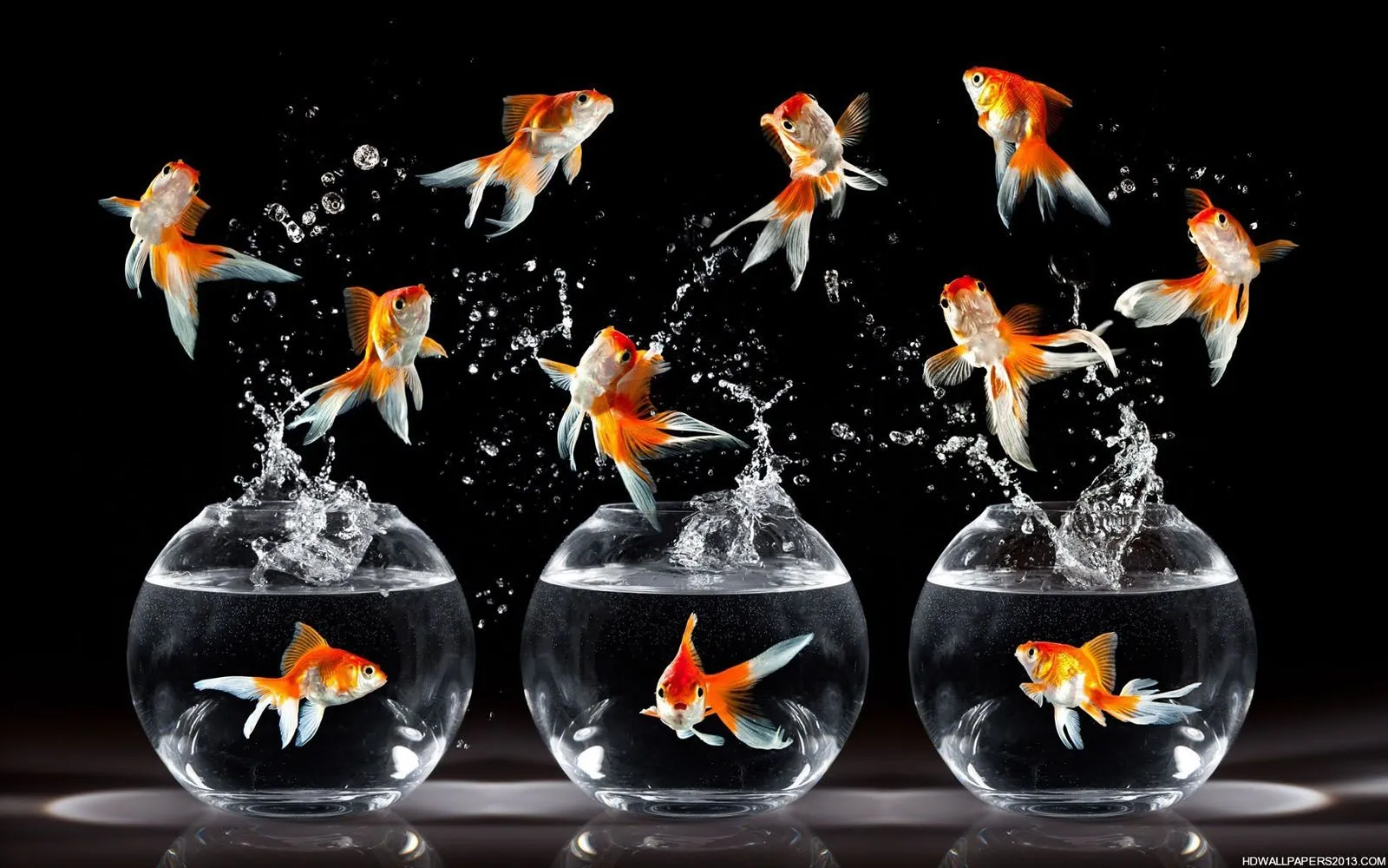 aquarium wallpaper
