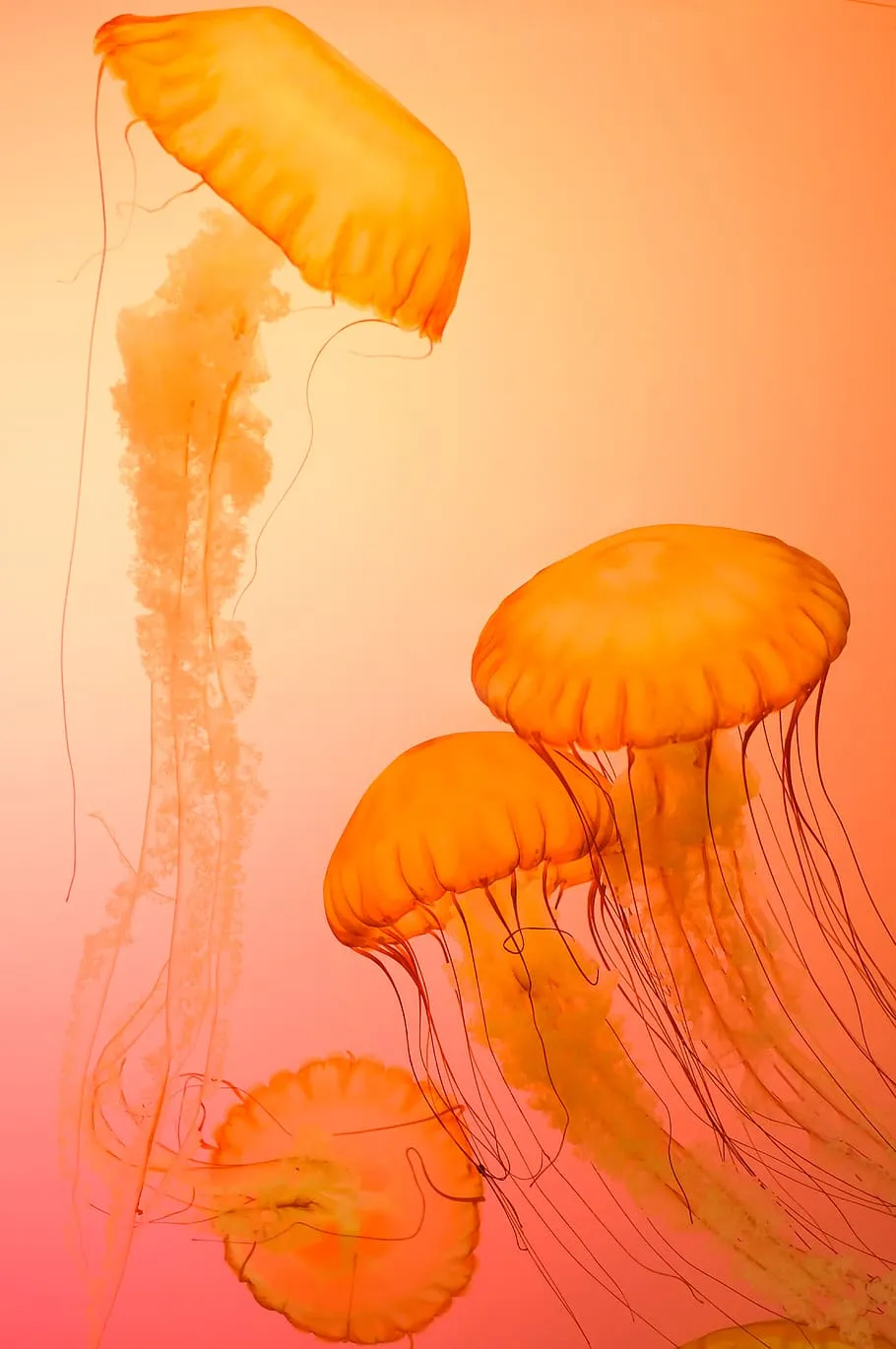 four, orange, jellyfish wallpaper, animals, aquarium, aquatic animal, wallpaper, HD wallpaper