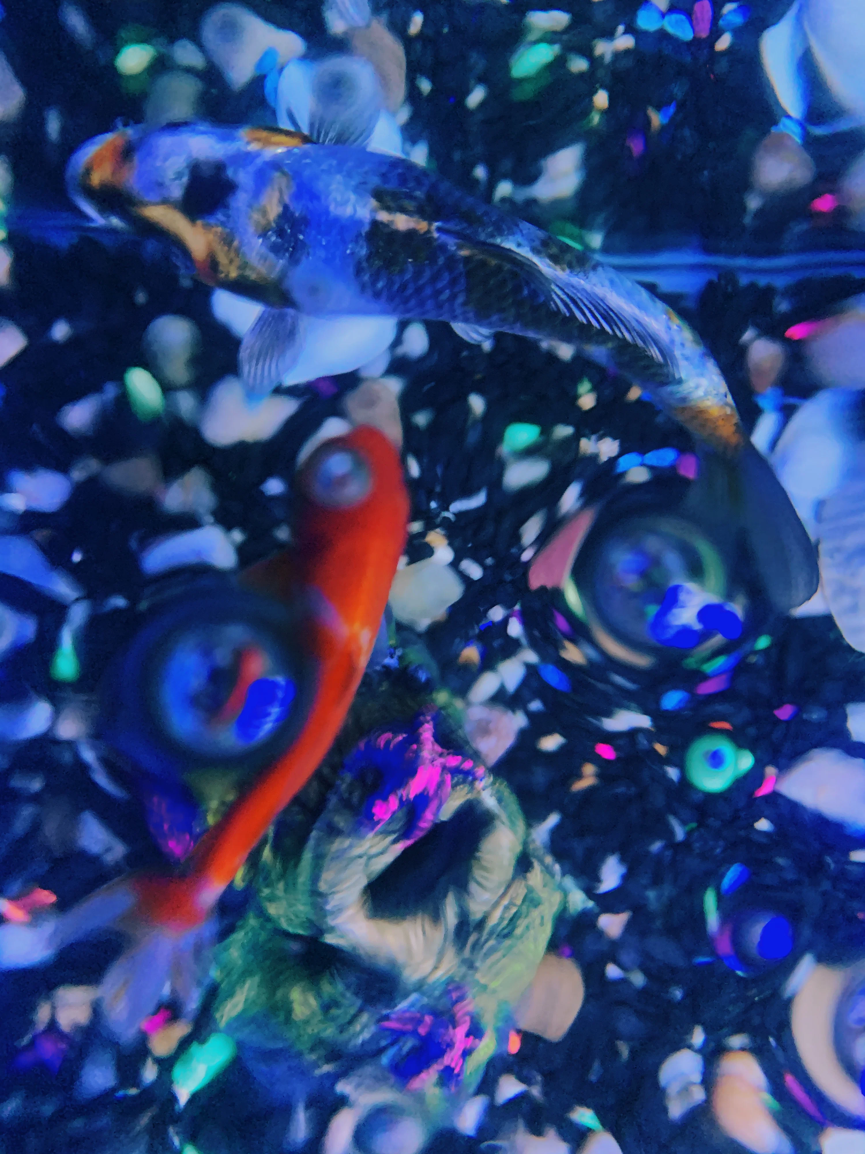 Several fish photo