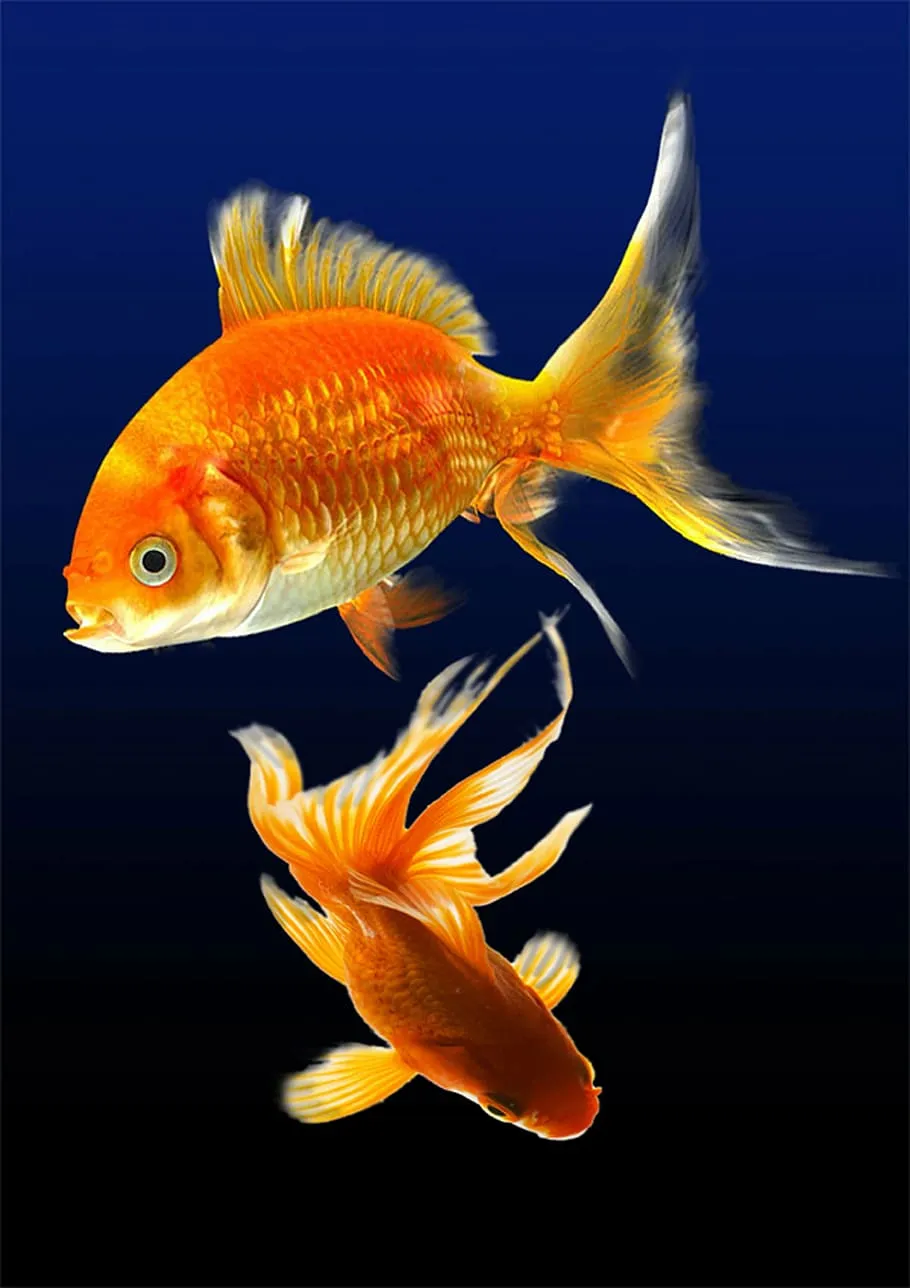 two, red, gold fish, fish, aquarium, water, underwater, sea life