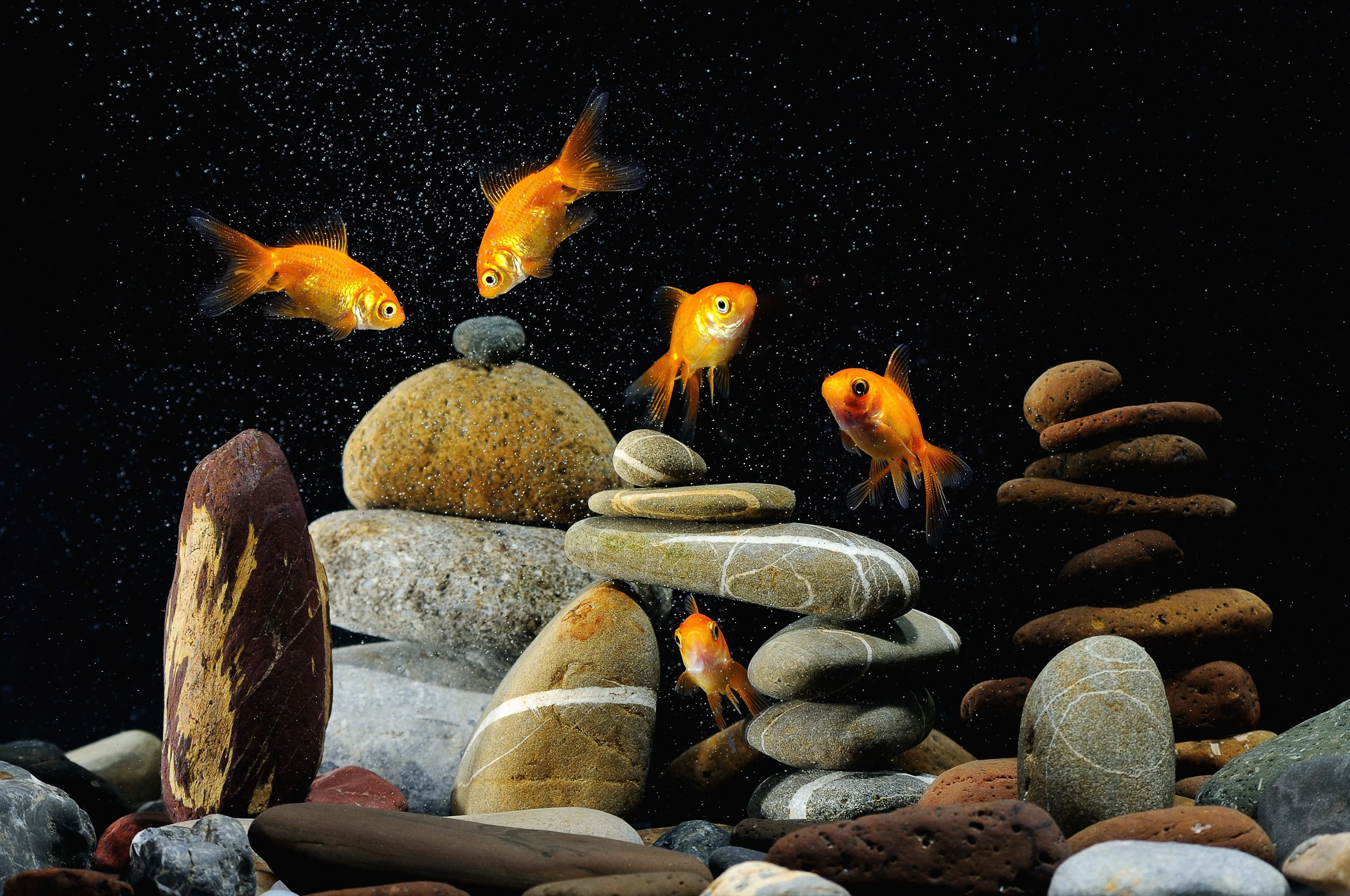 Aquarium Phone Wallpaper: Free 4K & HD Downloads