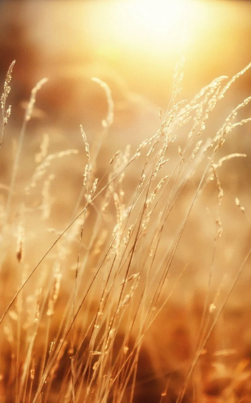 Sunshine Phone Wallpaper