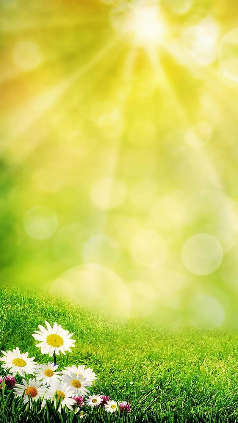 Nature, daisy, flowers, sunshine, white, HD phone wallpaper