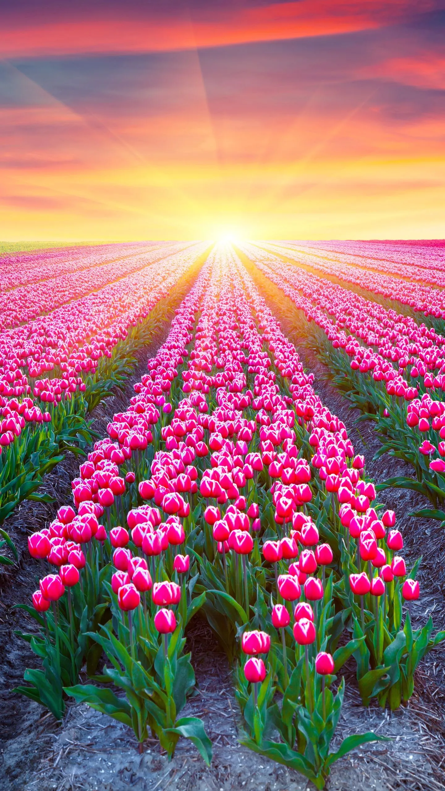 Phone wallpaper: Sunset, Earth, Tulip, Sunshine, Pink Flower, Field, Flowers 1113162