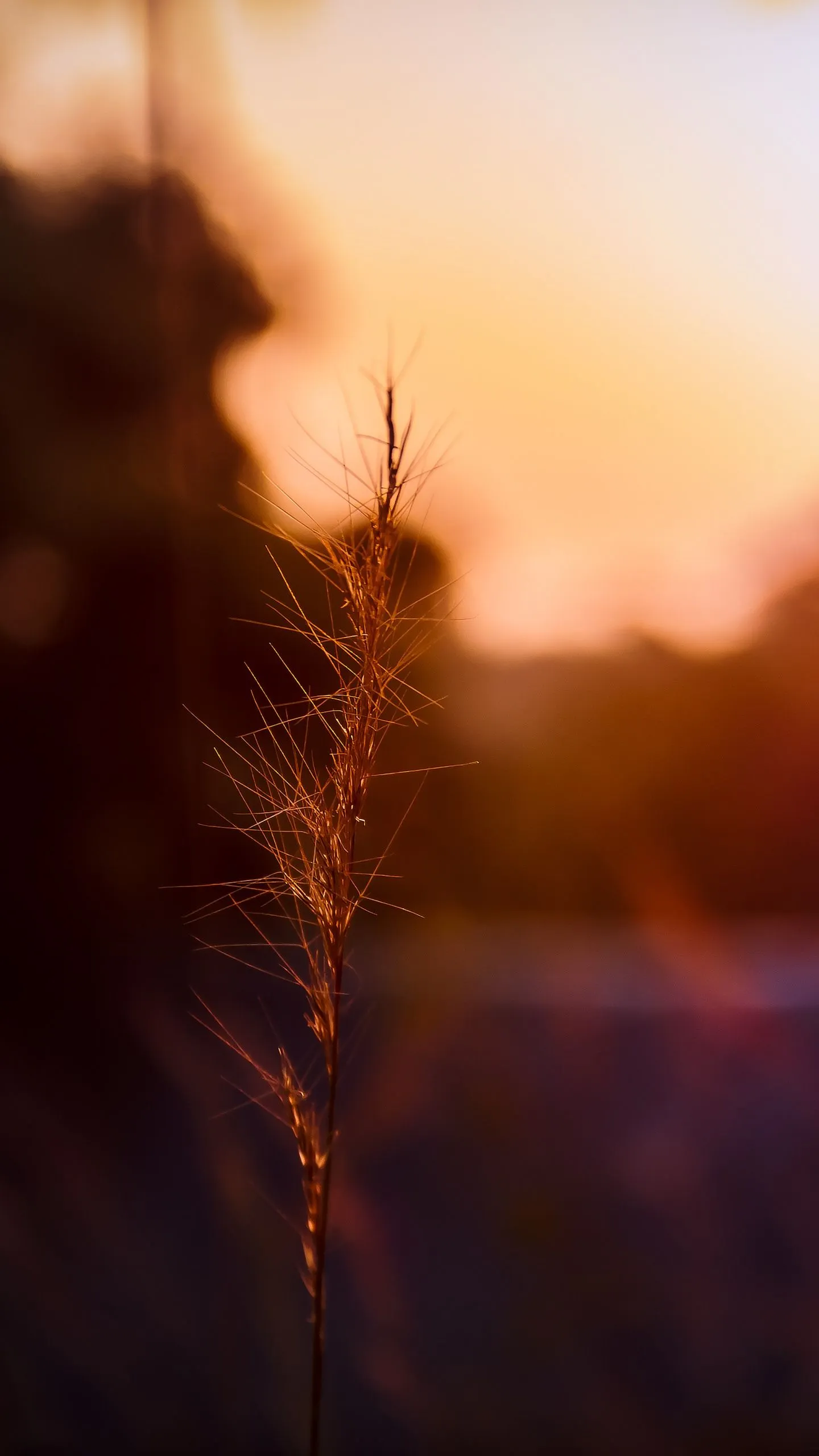 Sunshine 4K UHD Wallpaper for UltraHD Desktop and TV, Widescreen and UltraWide Display, Smartphone and Tablet Devices