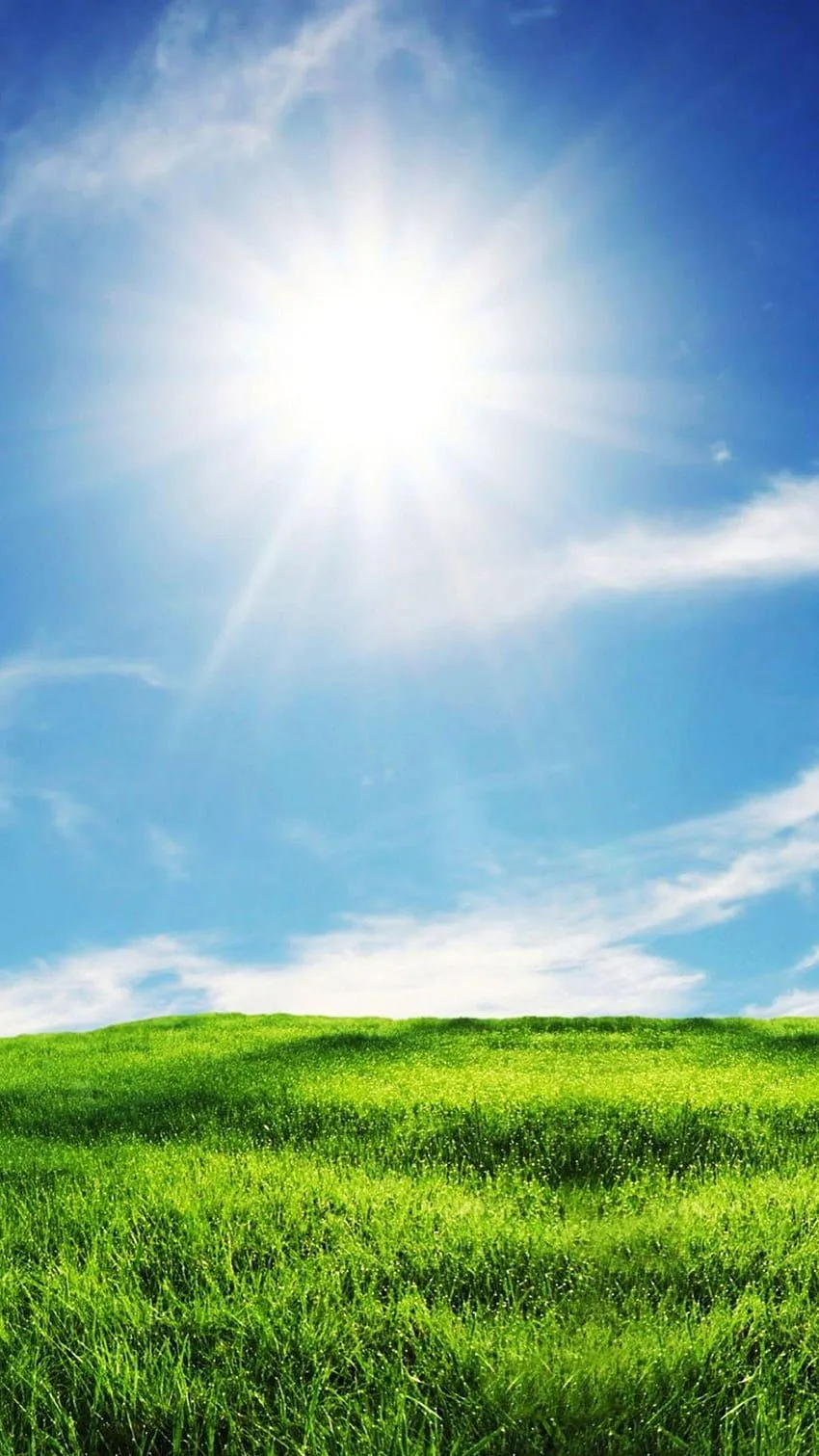 Sunshine and Grass in 2019, grass mobile HD phone wallpaper