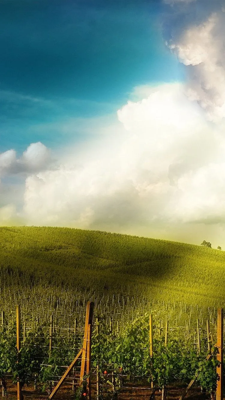 Vineyard, Slope, Houses, Sunshine 750x1334 IPhone 8 7 6 6S Wallpaper, Background, Picture, Image