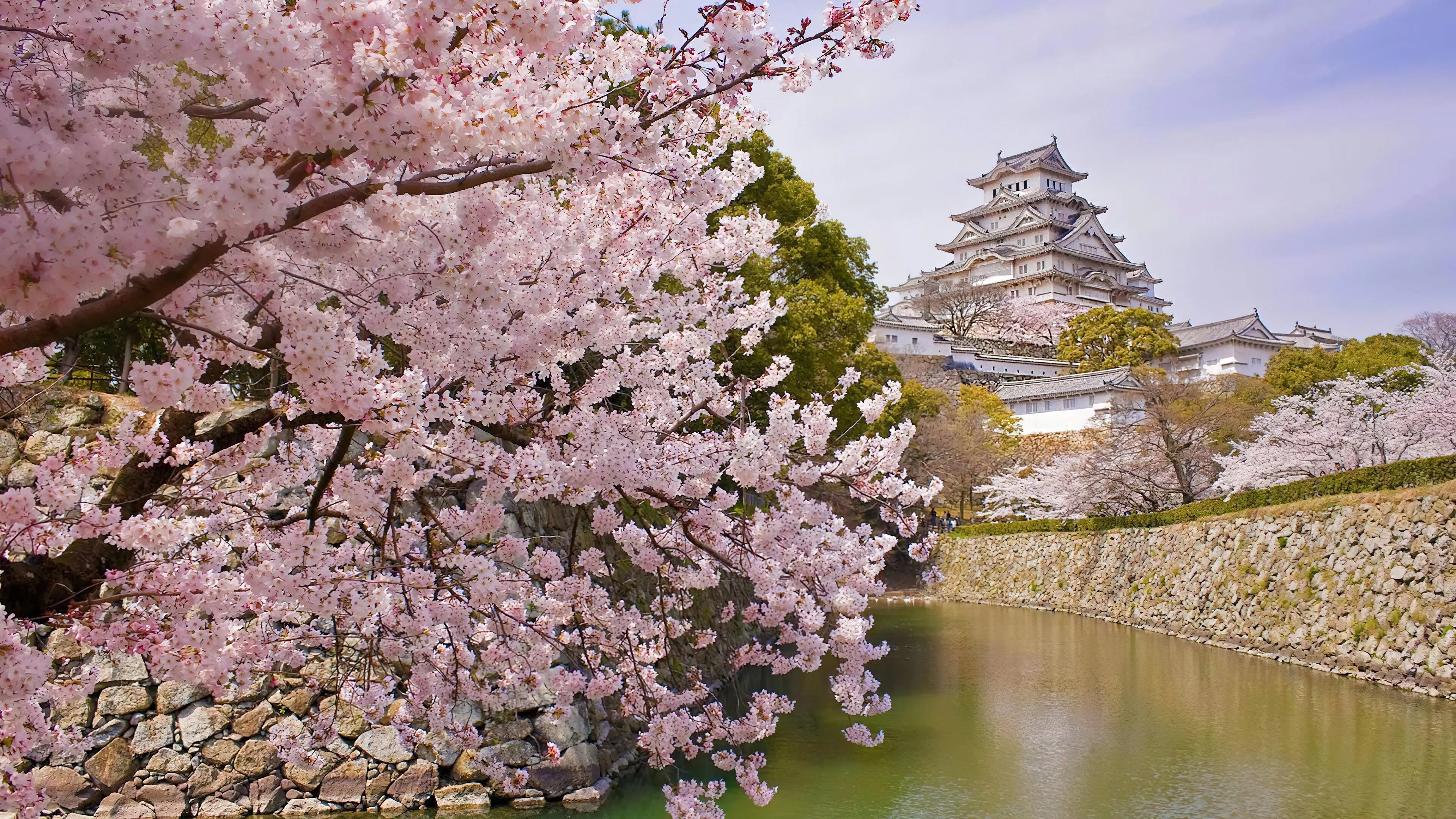 Himeji Castle With Cherry Blossoms In Japan 4K, HD Wallpaper
