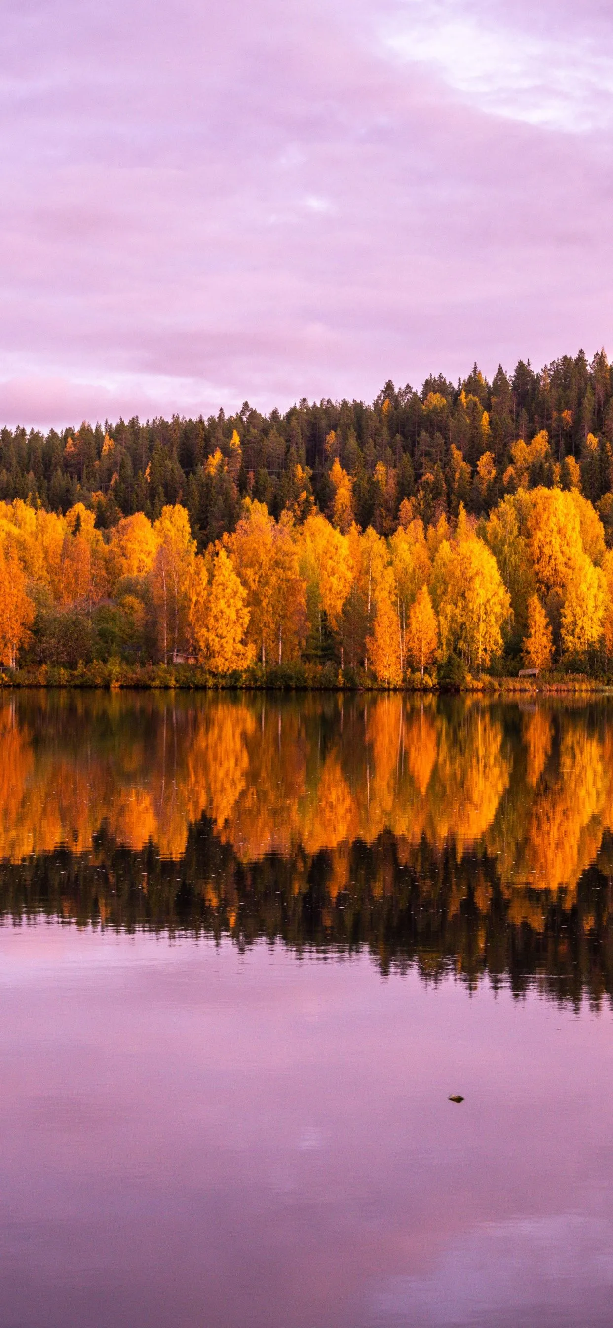 Autumn trees Wallpaper 4K, 8K, Forest, Pink sky, Sunset