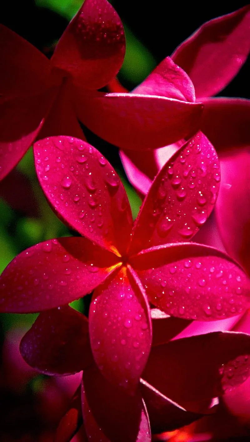 Flowers, nature, red, HD phone wallpaper